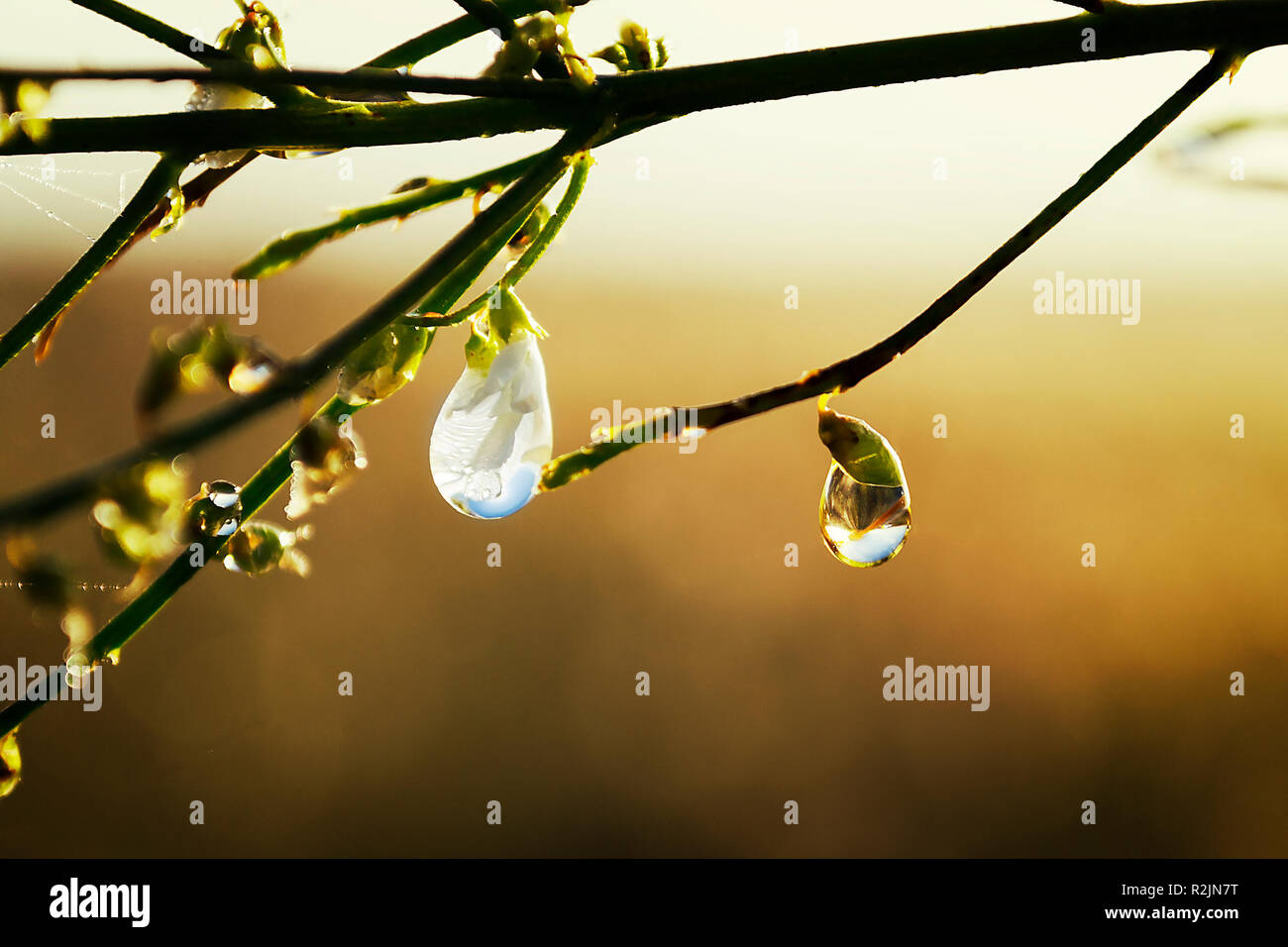 Rosée sur une feuille fraîche. Une goutte d'eau se bloque de manière précaire de la pointe d'un brin d'herbe. Une image d'herbe se reflète dans le droplet. Banque D'Images