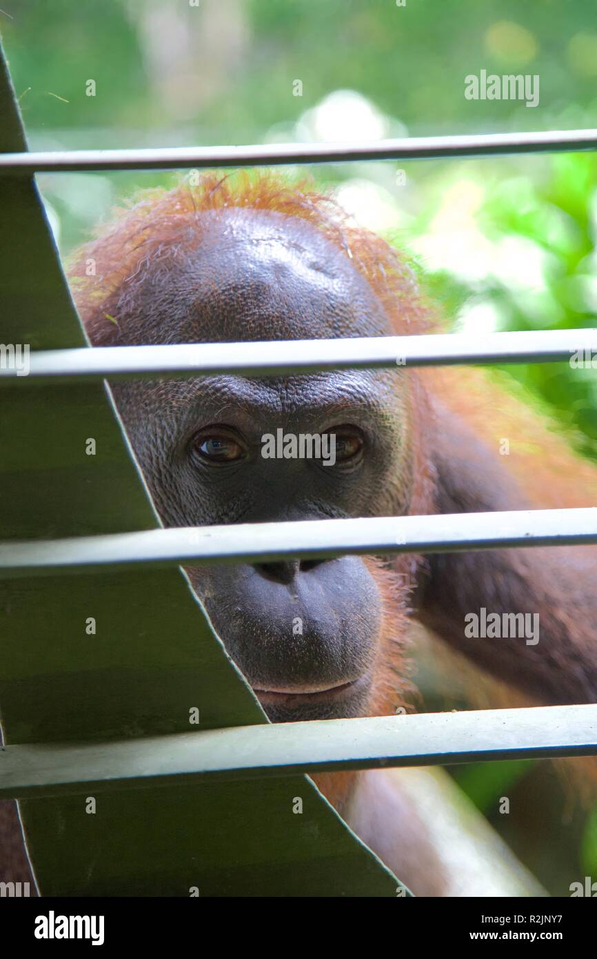 Jeune mâle orang outang regarde vers l'appareil photo en sanctuaire de Bornéo Banque D'Images