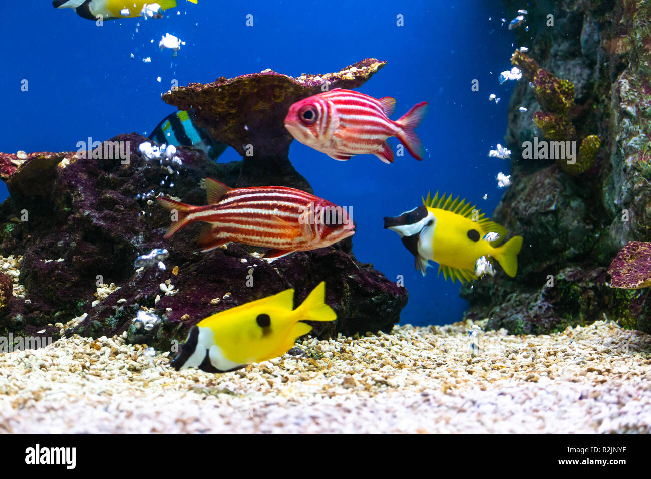 Close up beaux poissons dans l'aquarium sur décoration de plantes aquatiques. Des poissons colorés dans un aquarium. Banque D'Images