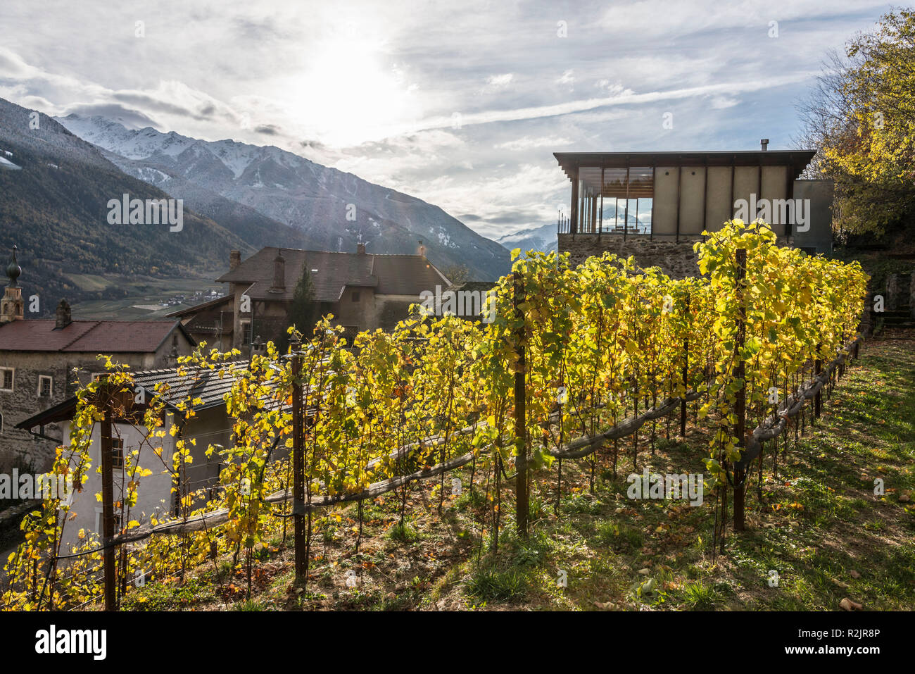 L'Italie, le Tyrol du Sud, l'Alto Adige, Vinschgau, Galsaun Kastelbell Suite, Sonnenberg, viticulture, Lehengut, Winery / l'Agriculture Biologique de Thomas Plack Banque D'Images