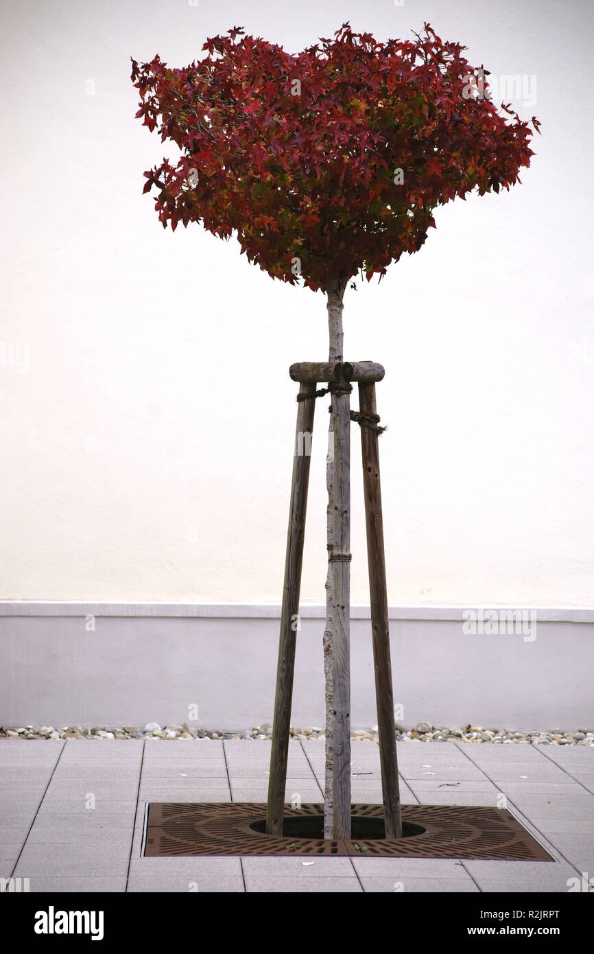 Un jeune arbre d'ornement taillés avec les feuilles d'automne bourgogne devant une façade blanche Banque D'Images Un jeune arbre d'ornement taillés avec les feuilles d'automne bourgogne devant une façade blanche Banque D'Images