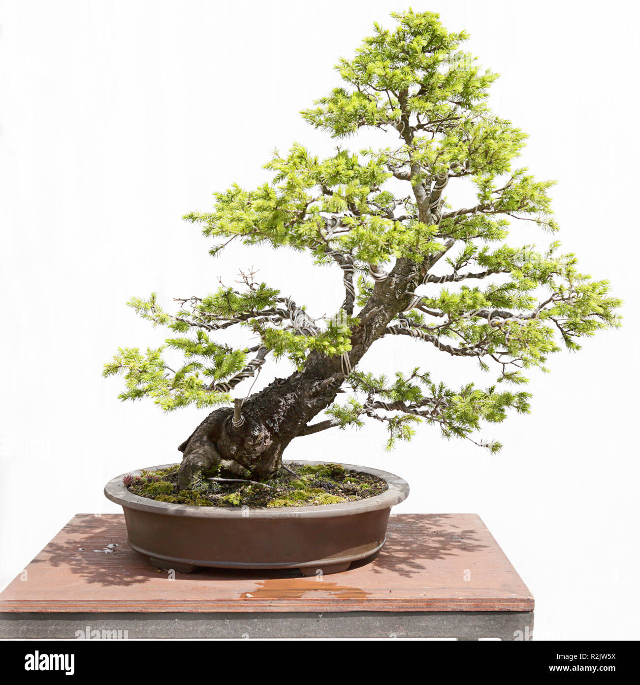 L'épinette blanche (Picea glauca) bonsai sur une table en bois et fond blanc Banque D'Images