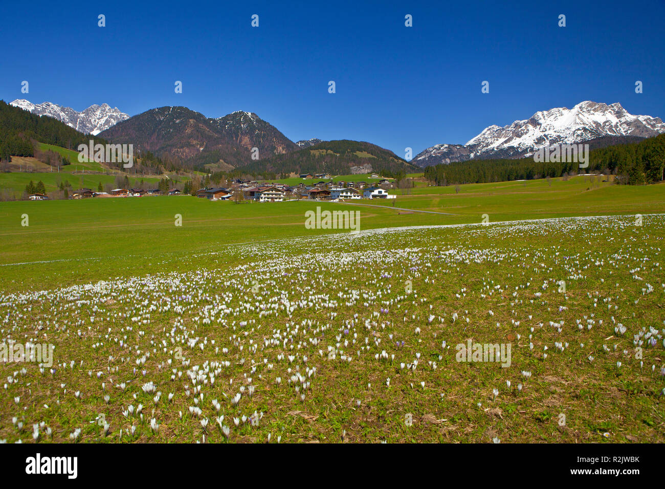 Autriche, Tyrol, Hochfilzen, crocus meadow contre la Coudouliere Banque D'Images