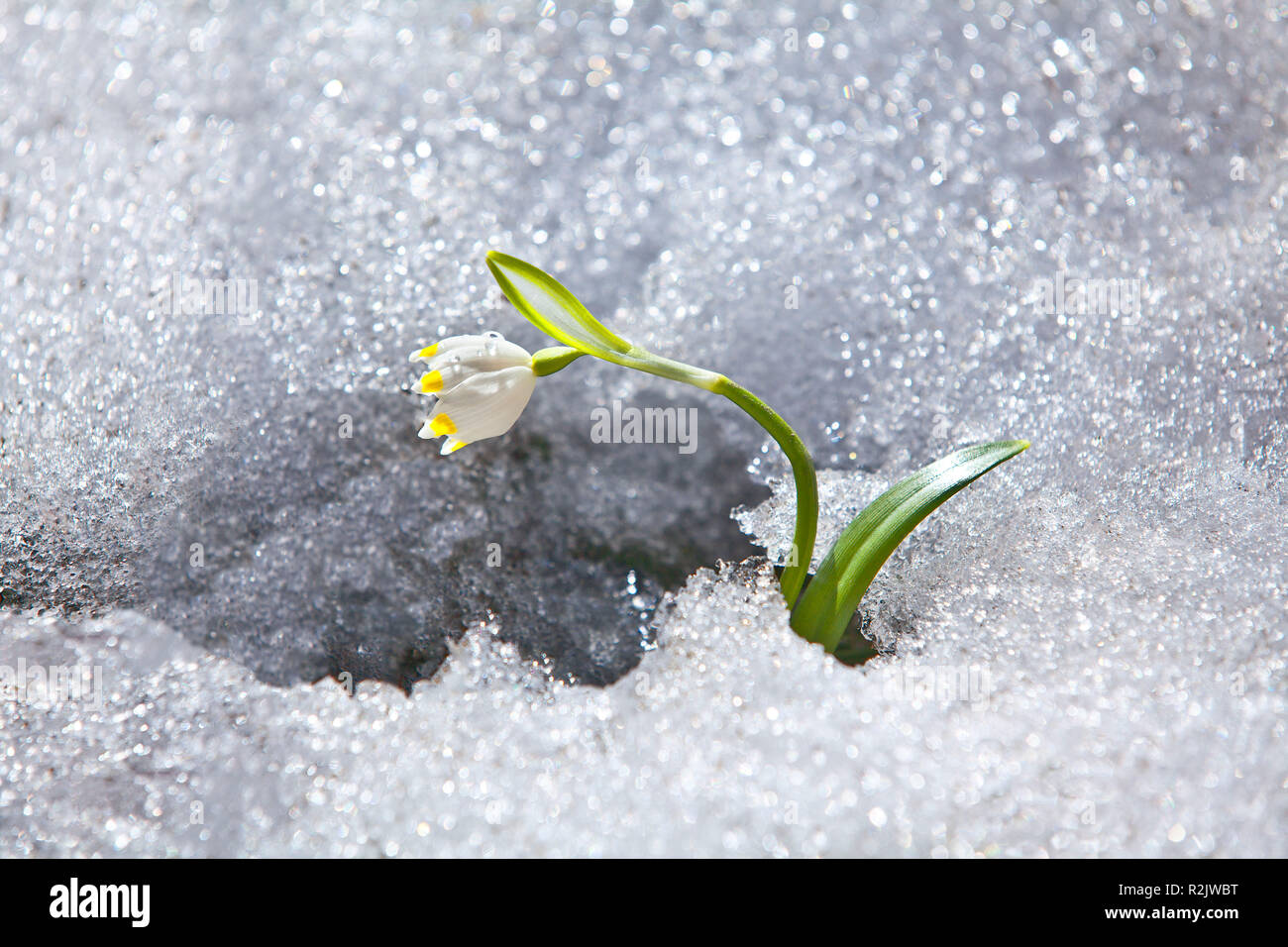 Flocon de neige de printemps dans la neige Banque D'Images