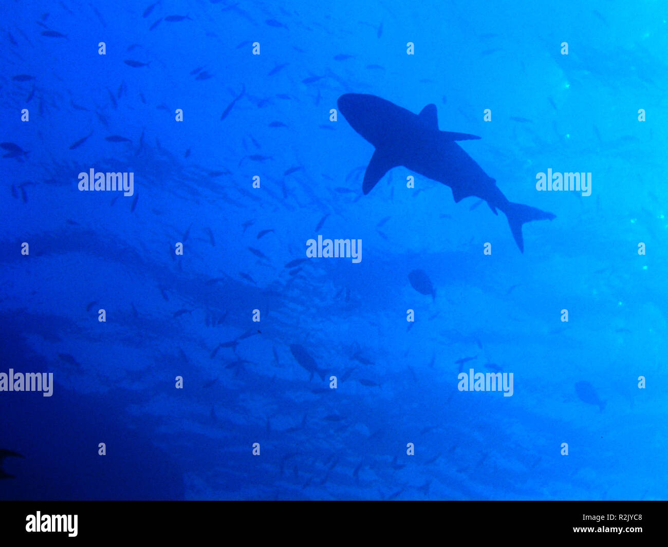 requin gris de récif Banque D'Images