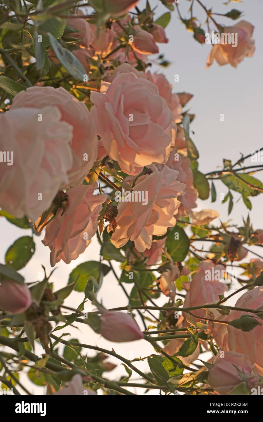 Roses en rose pastel Banque D'Images