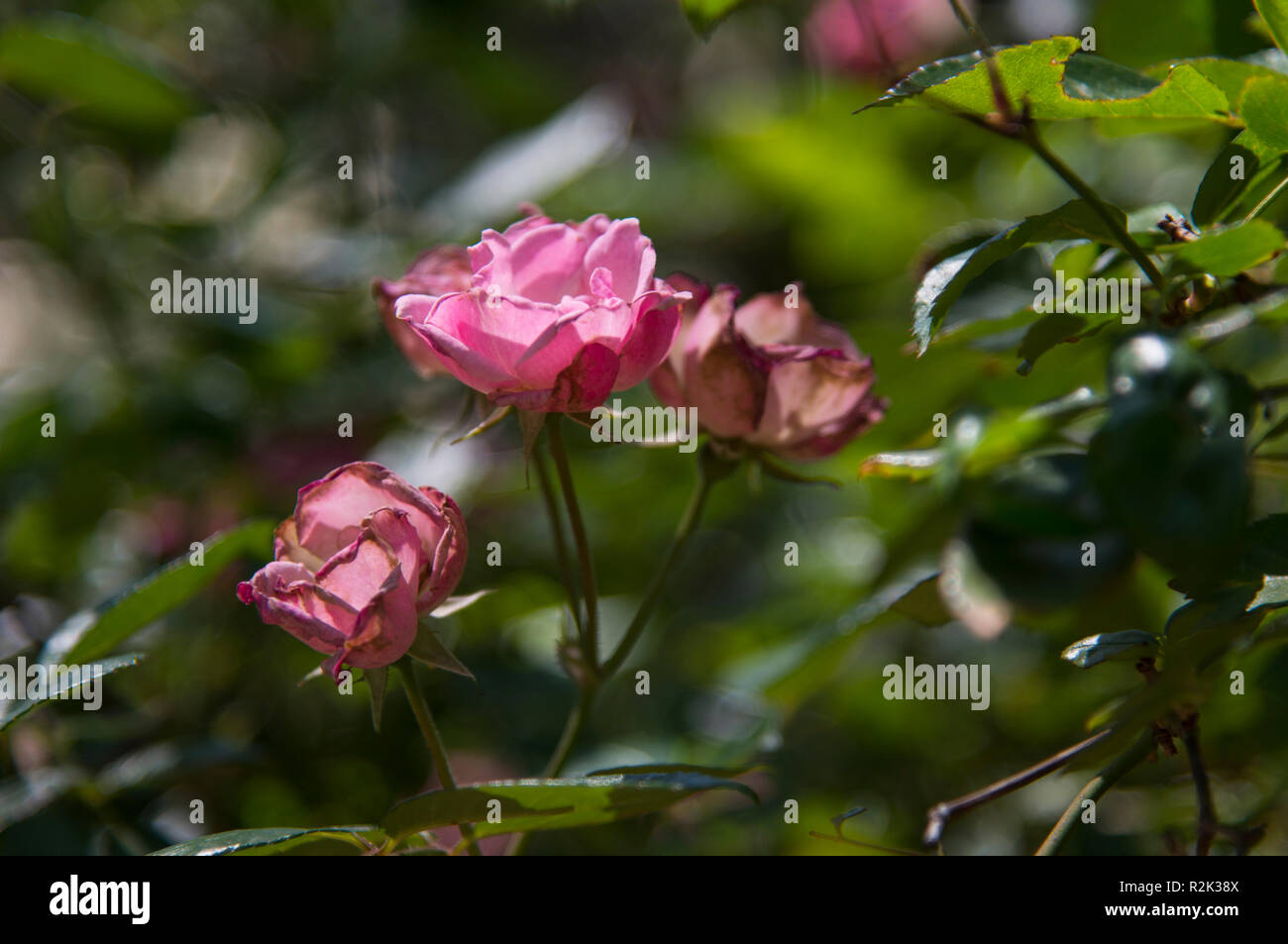 Printemps dans le désert, Phoenix, Arizona Banque D'Images