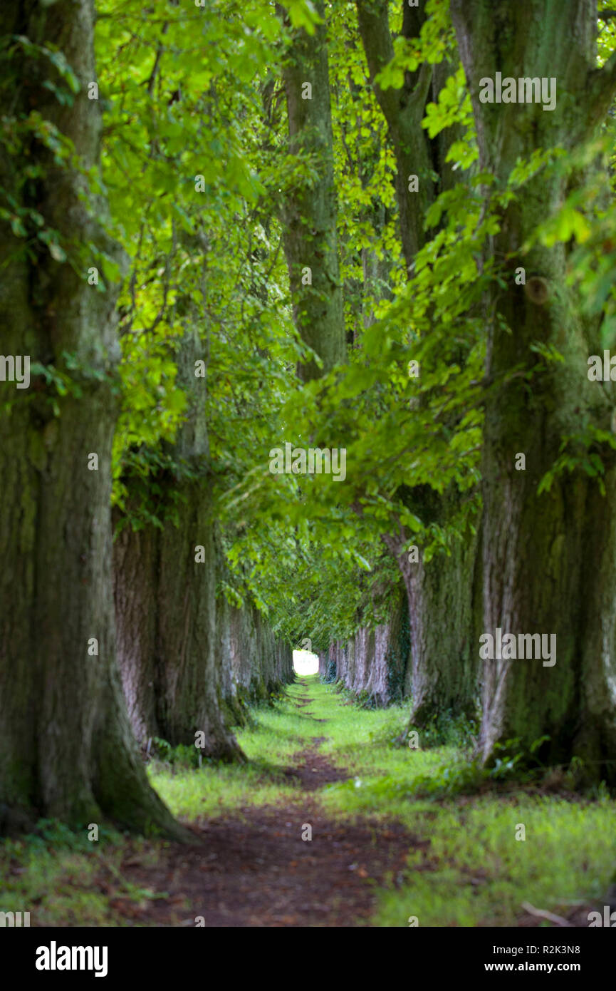 Les marronniers, avenue du parc, Banque D'Images