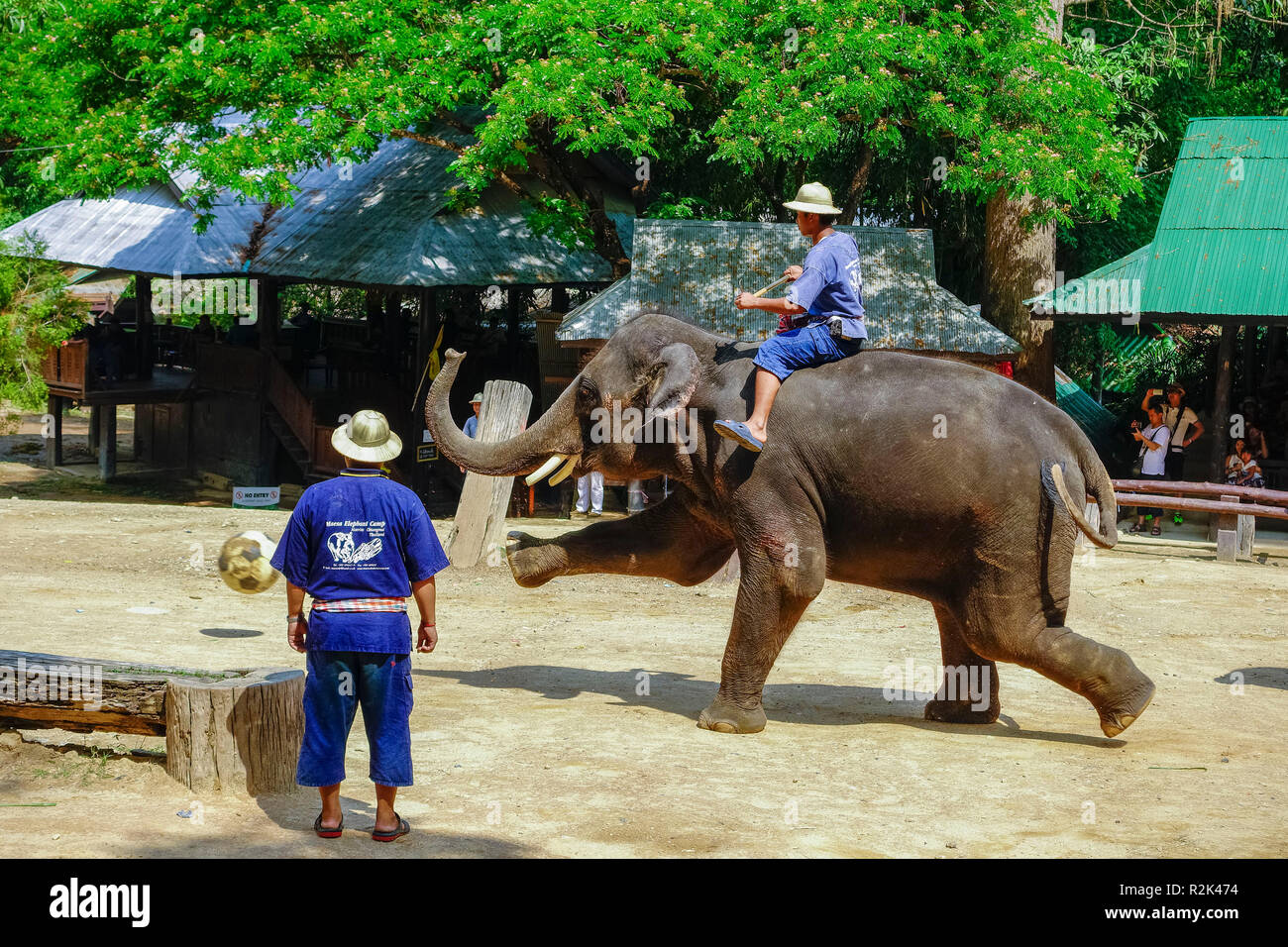 Maesa Elephant Camp, Chiang Mai, Thaïlande Banque D'Images Maesa Elephant Camp, Chiang Mai, Thaïlande Banque D'Images
