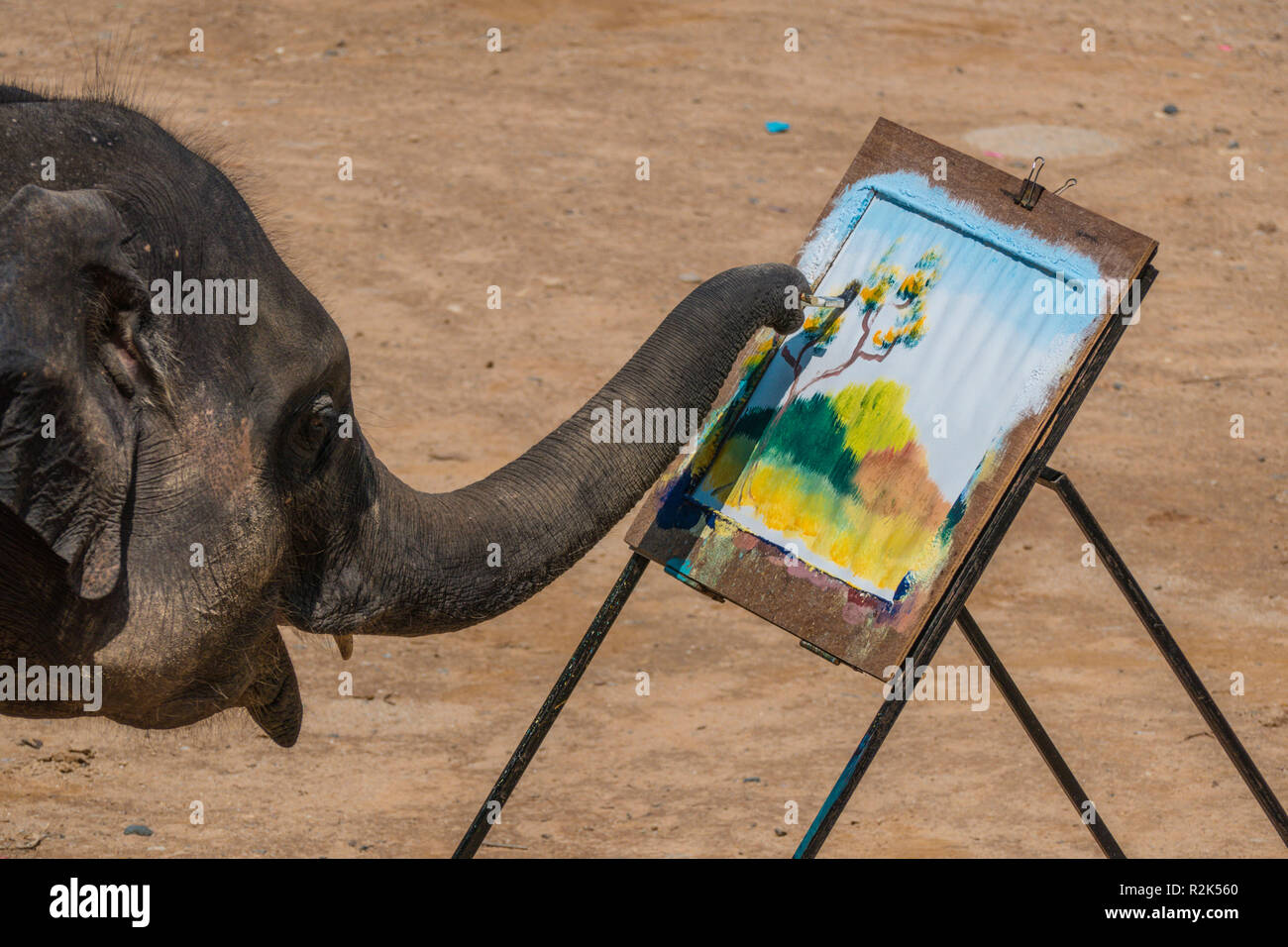 Maesa Elephant Camp, Chiang Mai, Thaïlande Banque D'Images Maesa Elephant Camp, Chiang Mai, Thaïlande Banque D'Images