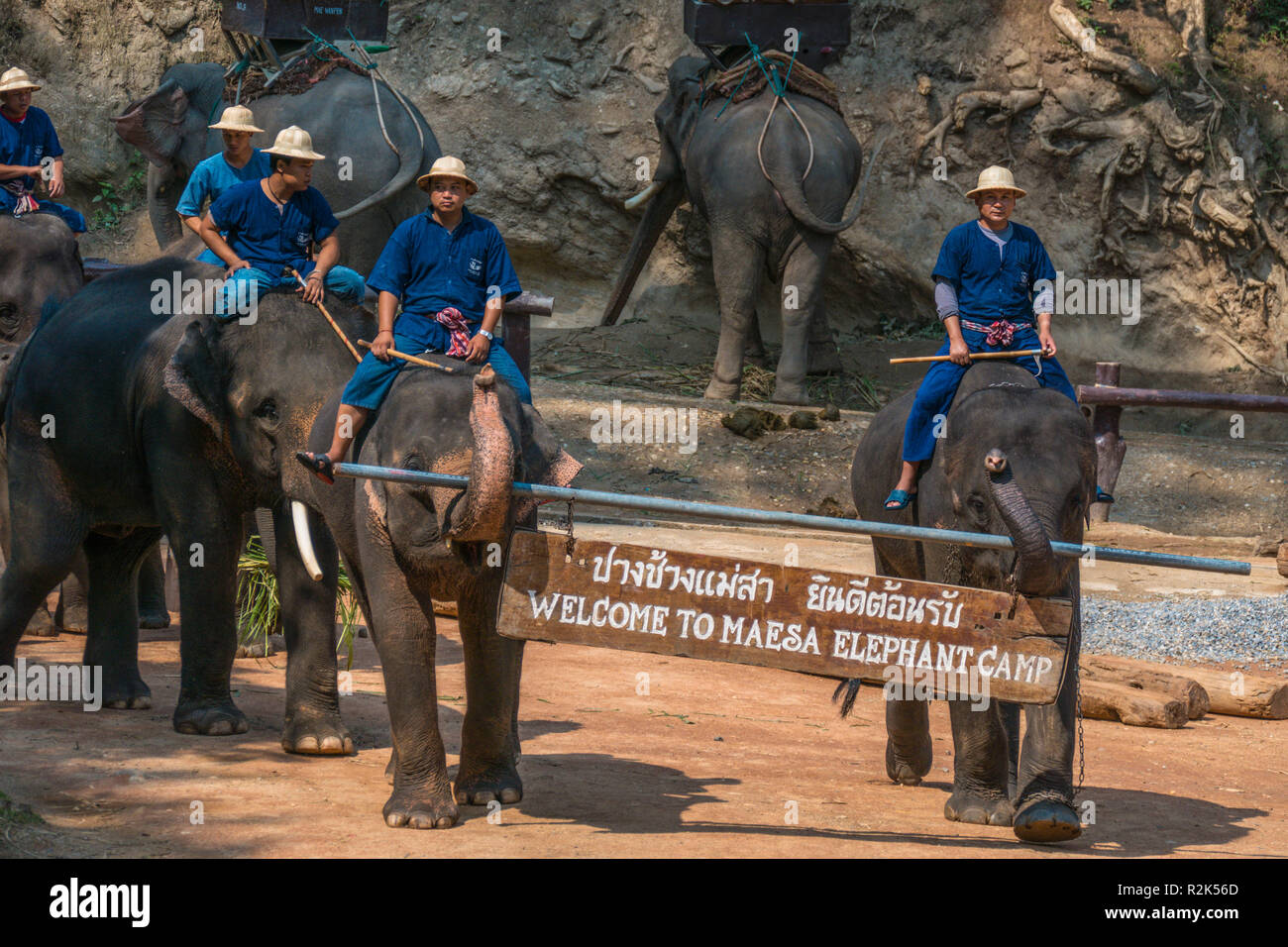 Maesa Elephant Camp, Chiang Mai, Thaïlande Banque D'Images Maesa Elephant Camp, Chiang Mai, Thaïlande Banque D'Images