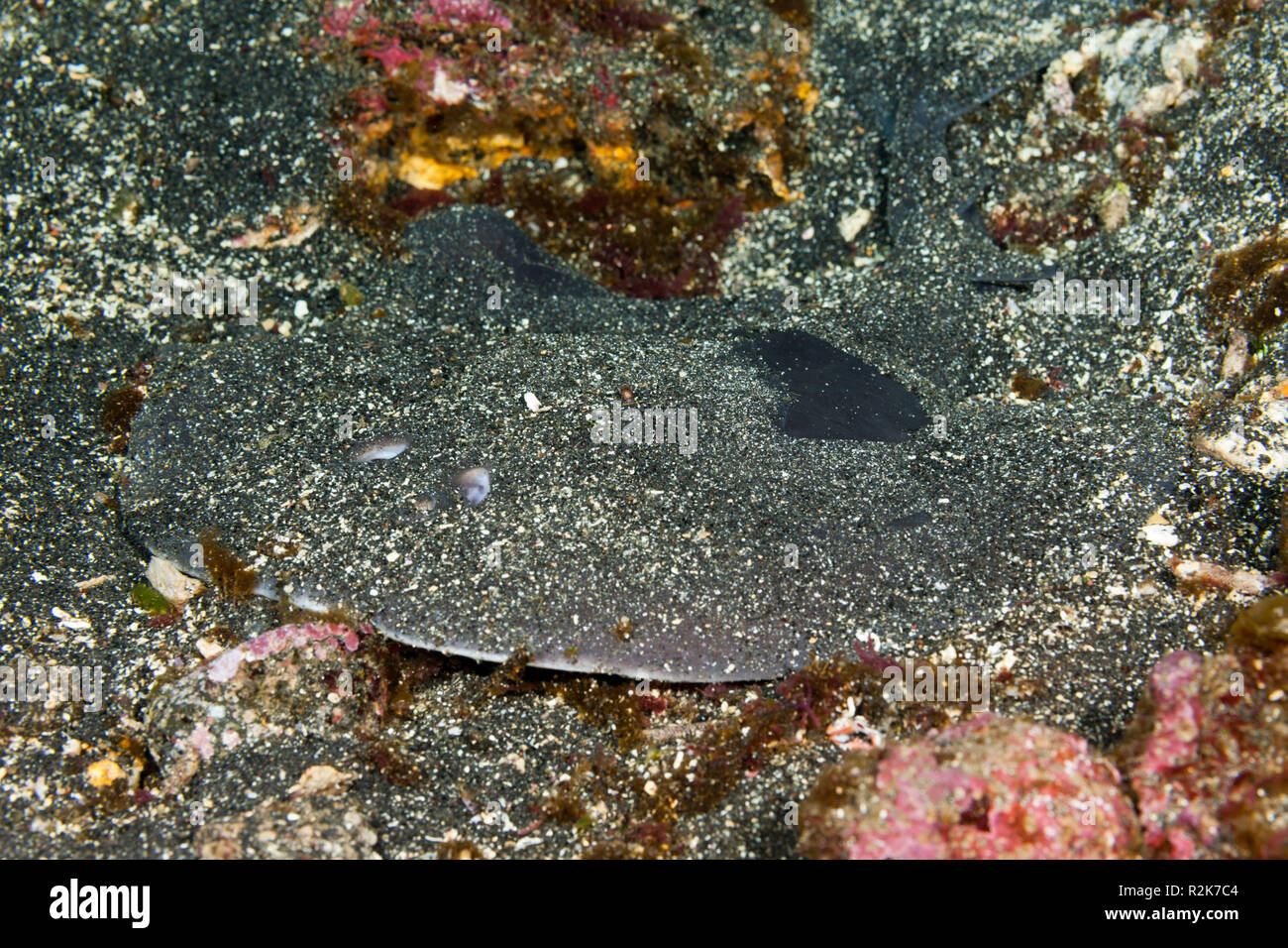 Ray électrique géant, entemedor Narcine Cabo, Douglas, île Fernandina Galapagos, Equateur, Banque D'Images