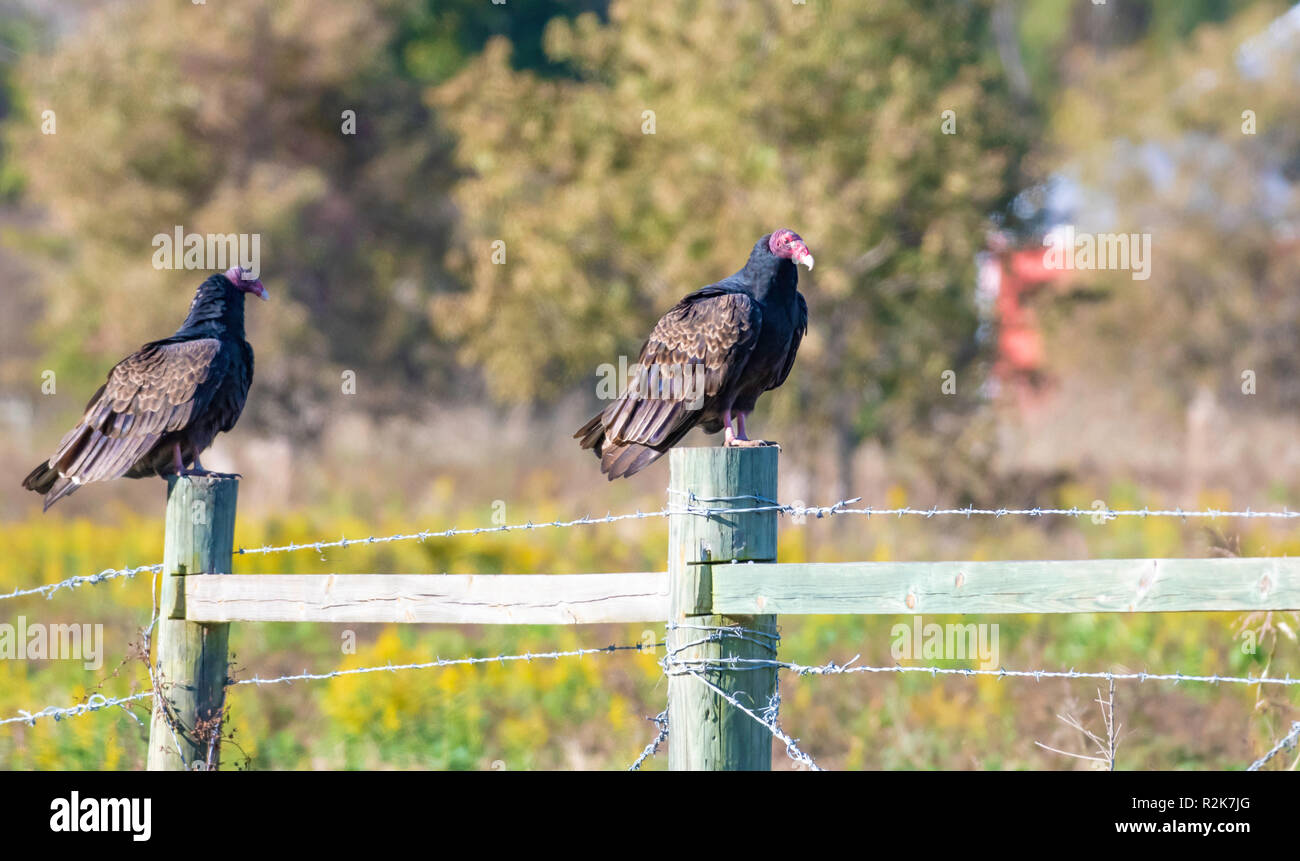 L'urubu, Cathartes aura, perche sur un piquet de clôture dans le nord-ouest de la Louisiane. Banque D'Images