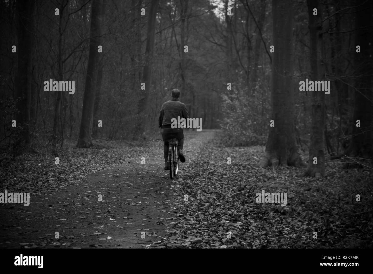 Jeune homme, forêt, randonnée à vélo, vue de dos, Banque D'Images