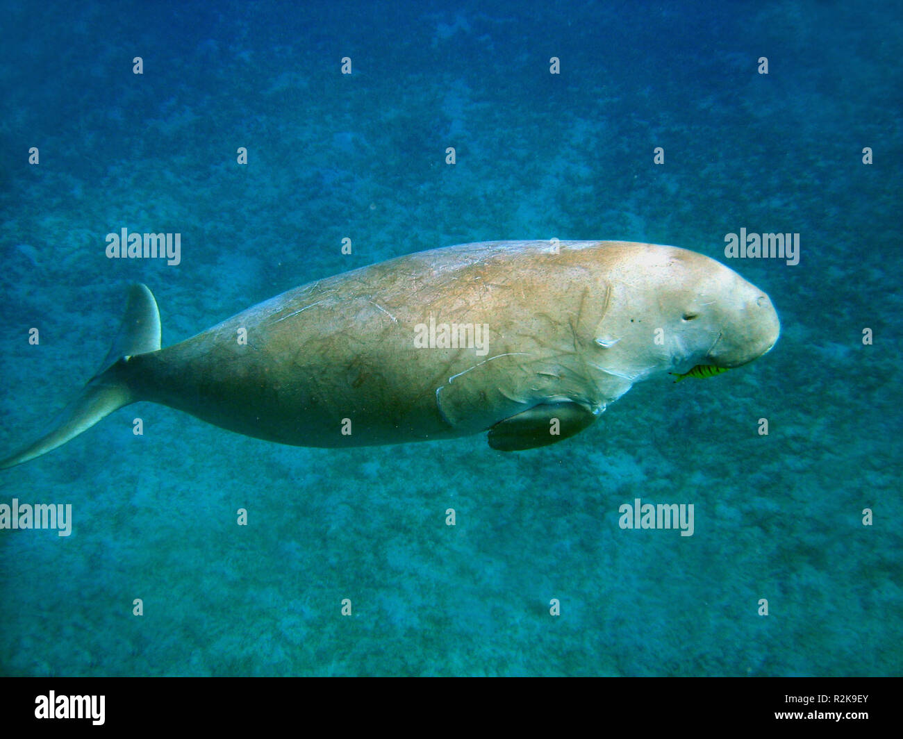 Dugong egypt Banque de photographies et d’images à haute résolution Alamy