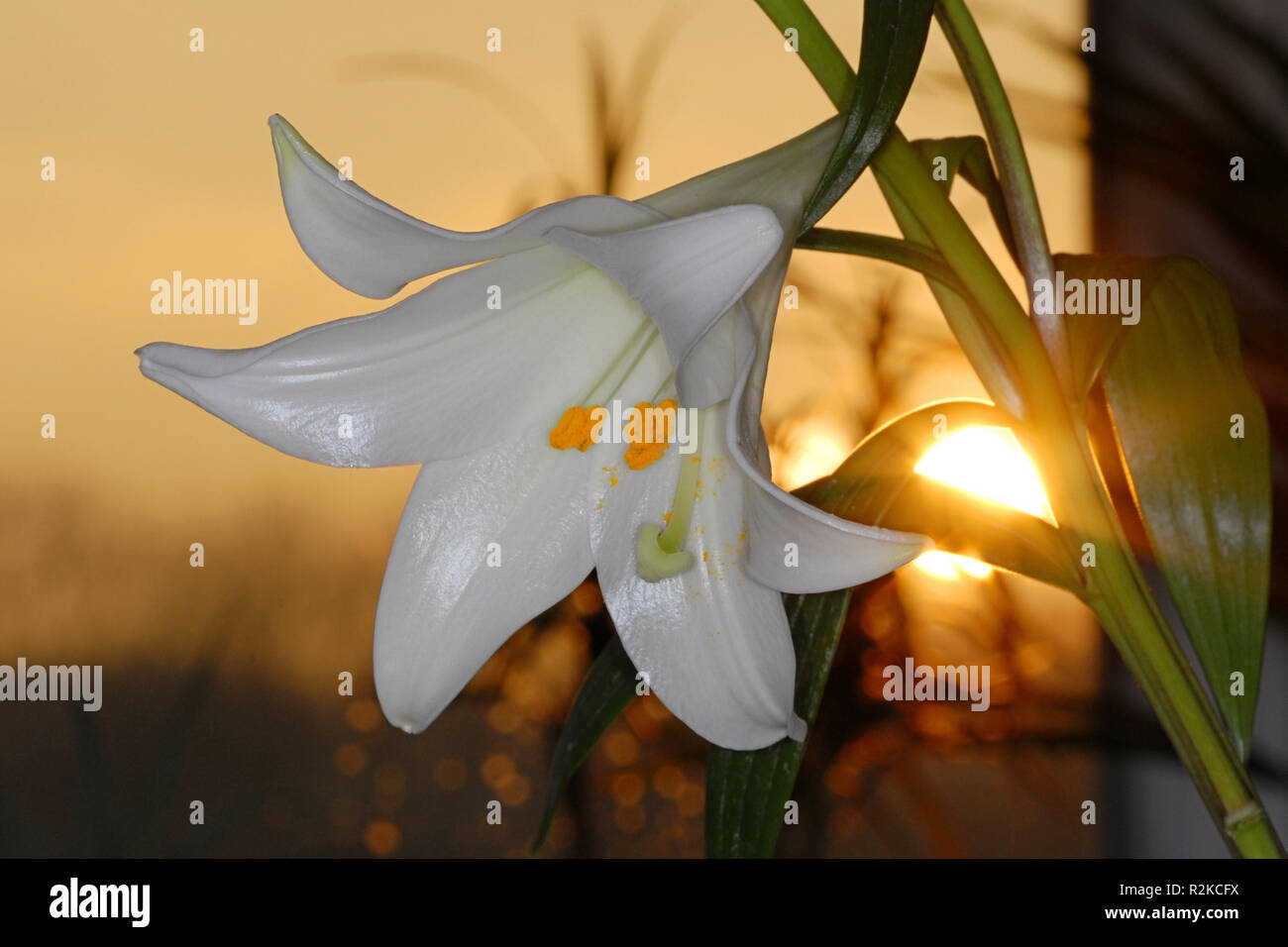 Lily dans le soleil du matin Banque D'Images