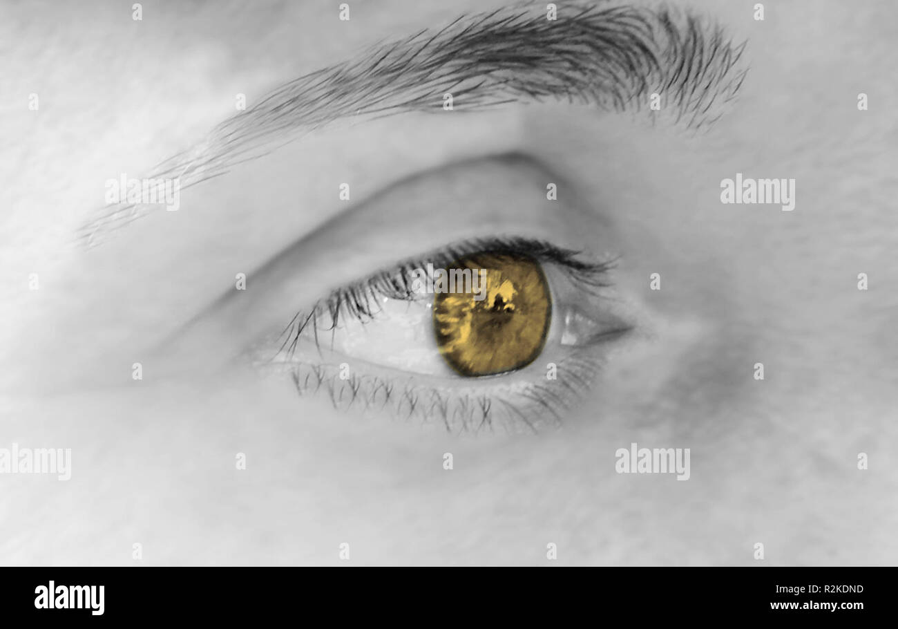Yeux jaunes avec iris noir Banque de photographies et d’images à haute — free download