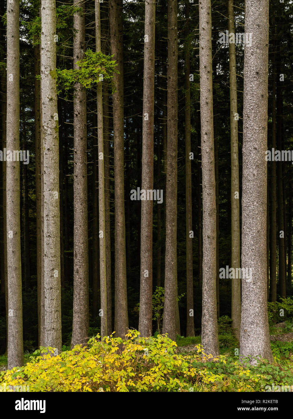 Forêt d'automne à l'Etzel passent dans le canton de Schwytz Banque D'Images