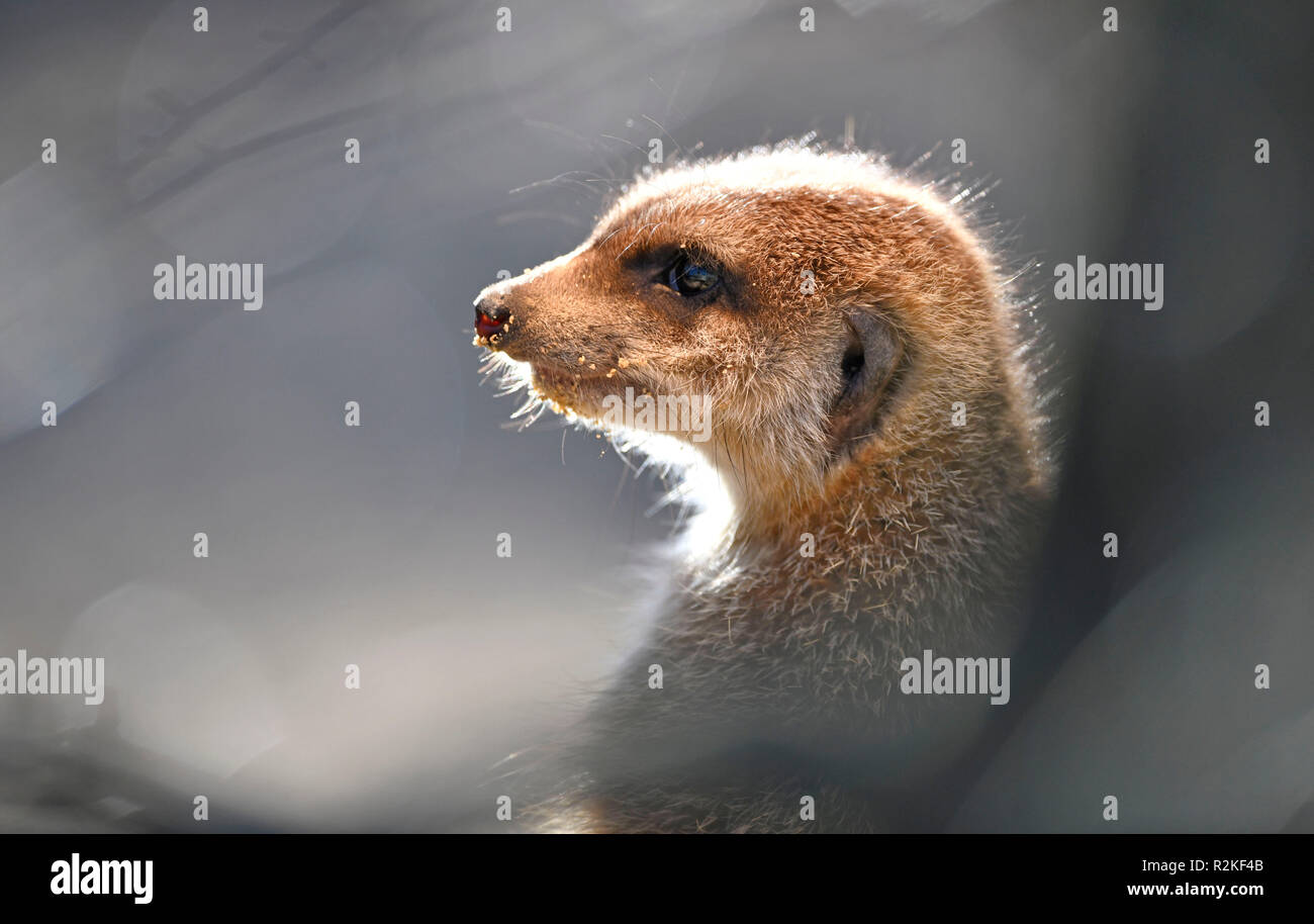 Meerkat (Suricata suricatta), les jeunes, captive, portrait Banque D'Images