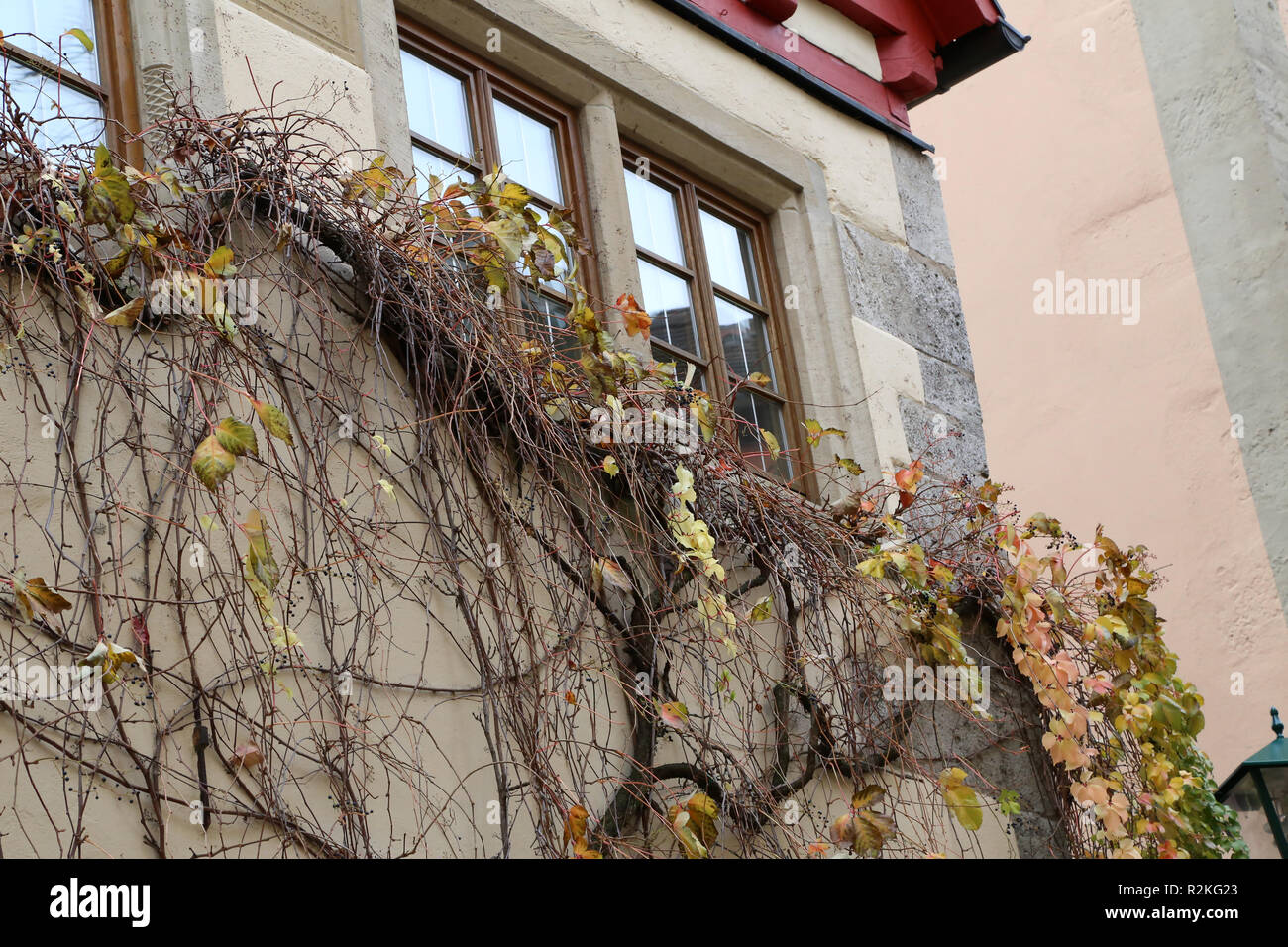 Belles feuilles d'automne des vignes sauvages sur les murs de la maison. Banque D'Images