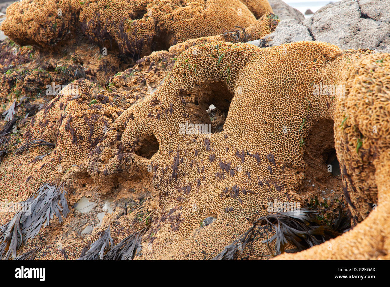 Sabellaria alveolata (vers Honeycomb) sur des rochers exposés à marée basse à Duckpool Bay. Près de Bude, Cornwall Nord Banque D'Images