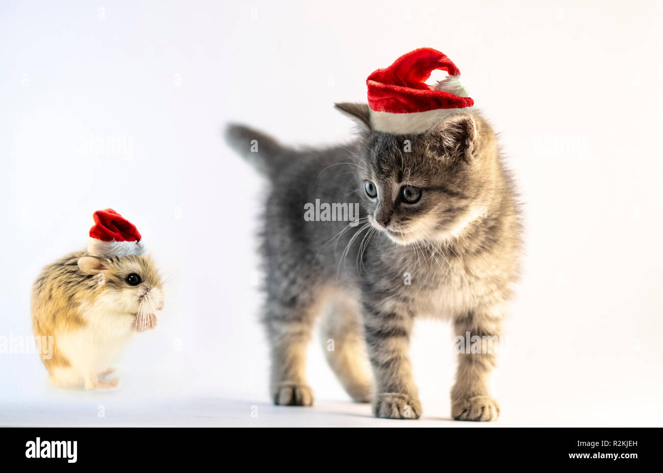 Avec Hamster Santa Hat Priant Pour Le Mignon Petit Chat Gris Avec Santa Hat Isole Sur Fond Blanc Souhaite Cette Annee Vient Vrai Texte Photo Stock Alamy