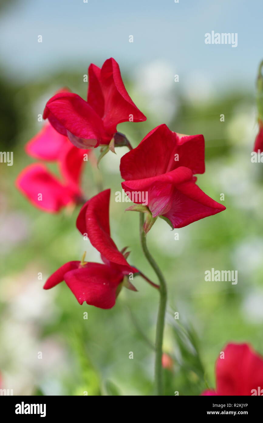 Lathyrus odoratus. Pois de 'King Edward VII', une ancienne variété Old Spice, la floraison dans un jardin anglais, UK Banque D'Images