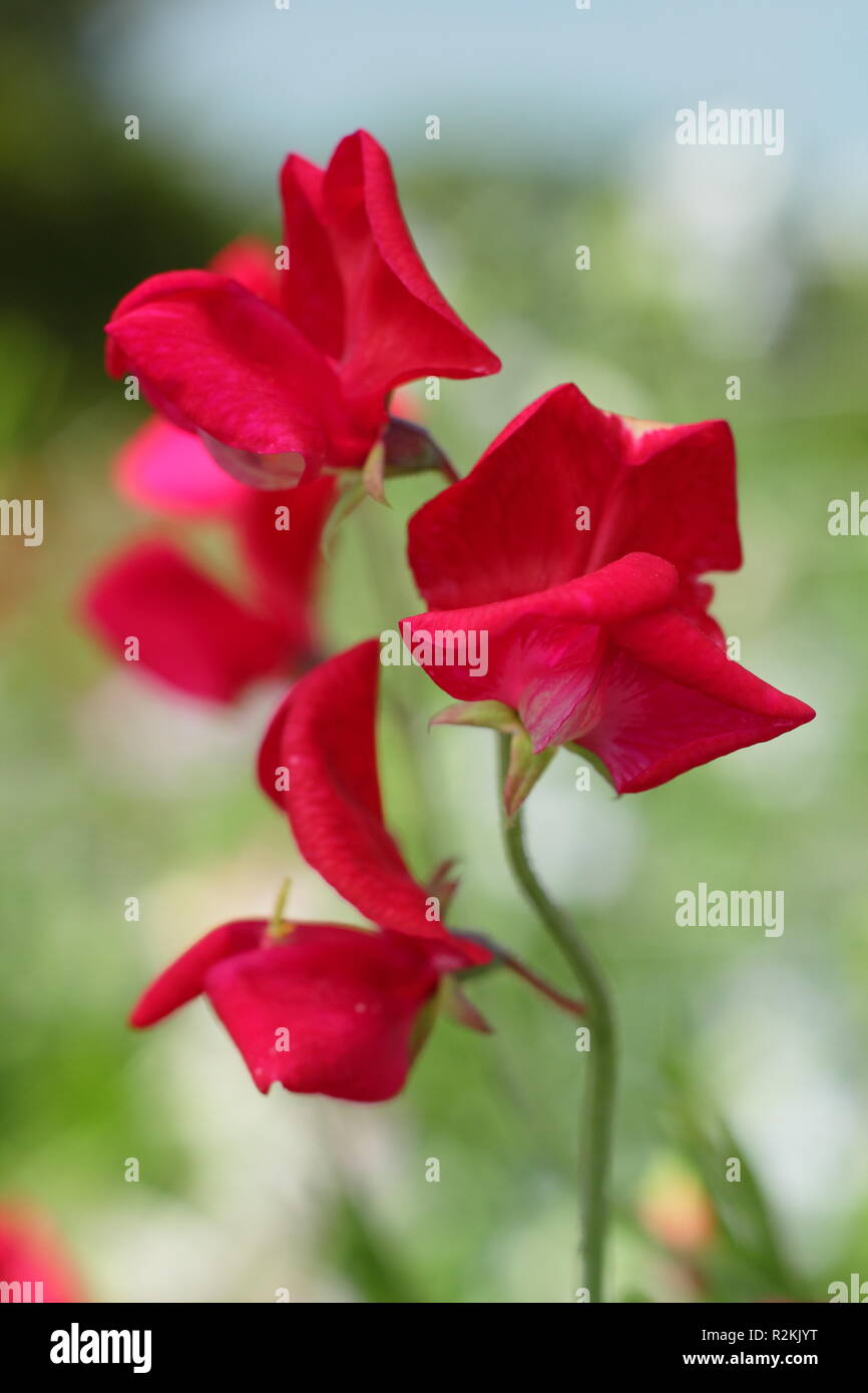 Lathyrus odoratus. Pois de 'King Edward VII', une ancienne variété Old Spice, la floraison dans un jardin anglais, UK Banque D'Images