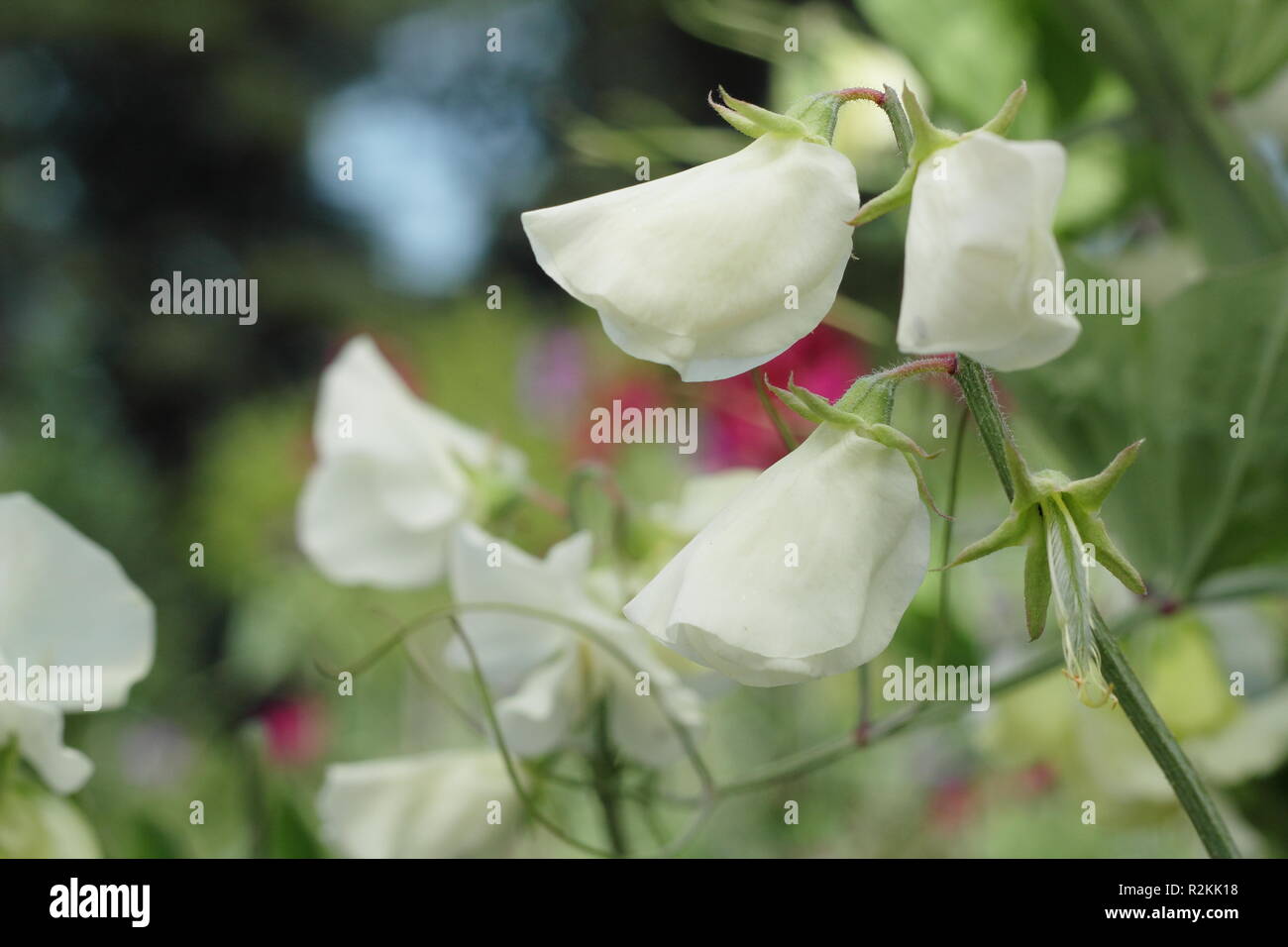 Lathyrus odoratus 'Tracey Ann' pois doux Banque D'Images