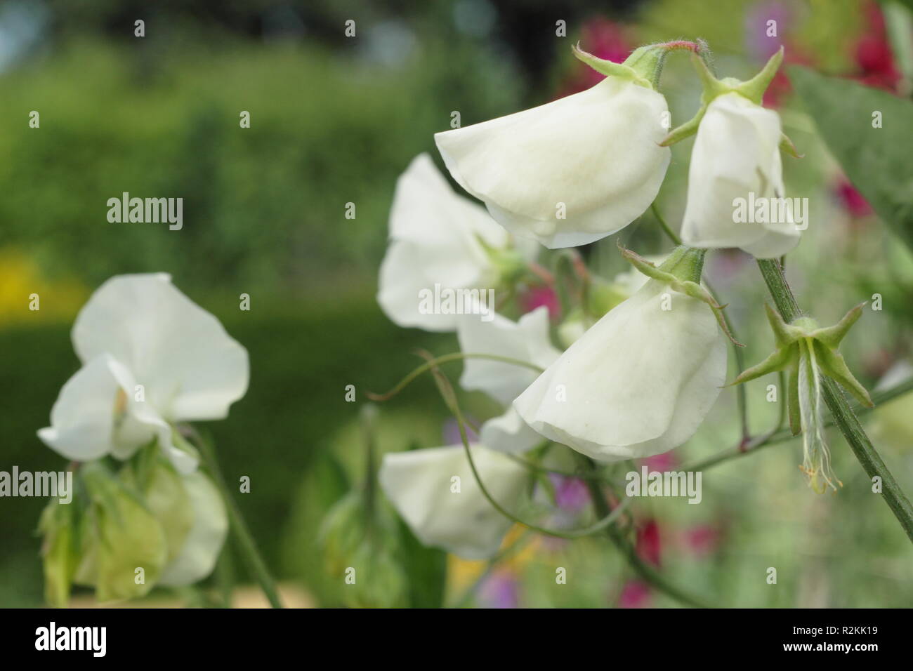 Lathyrus odoratus 'Tracey Ann' pois doux Banque D'Images