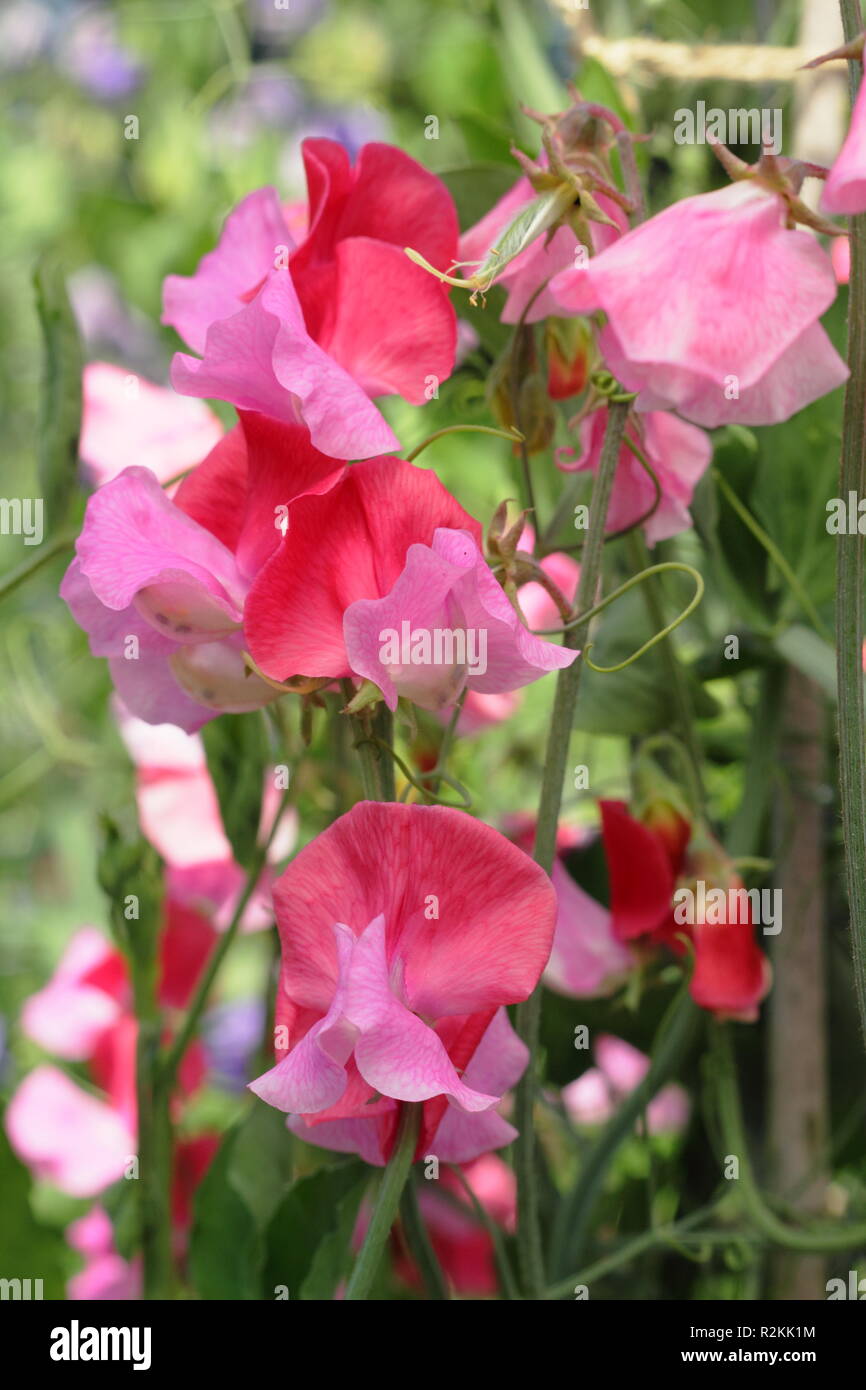 Lathyrus odoratus 'Duo' Saumon pois de fleurs, UK Banque D'Images