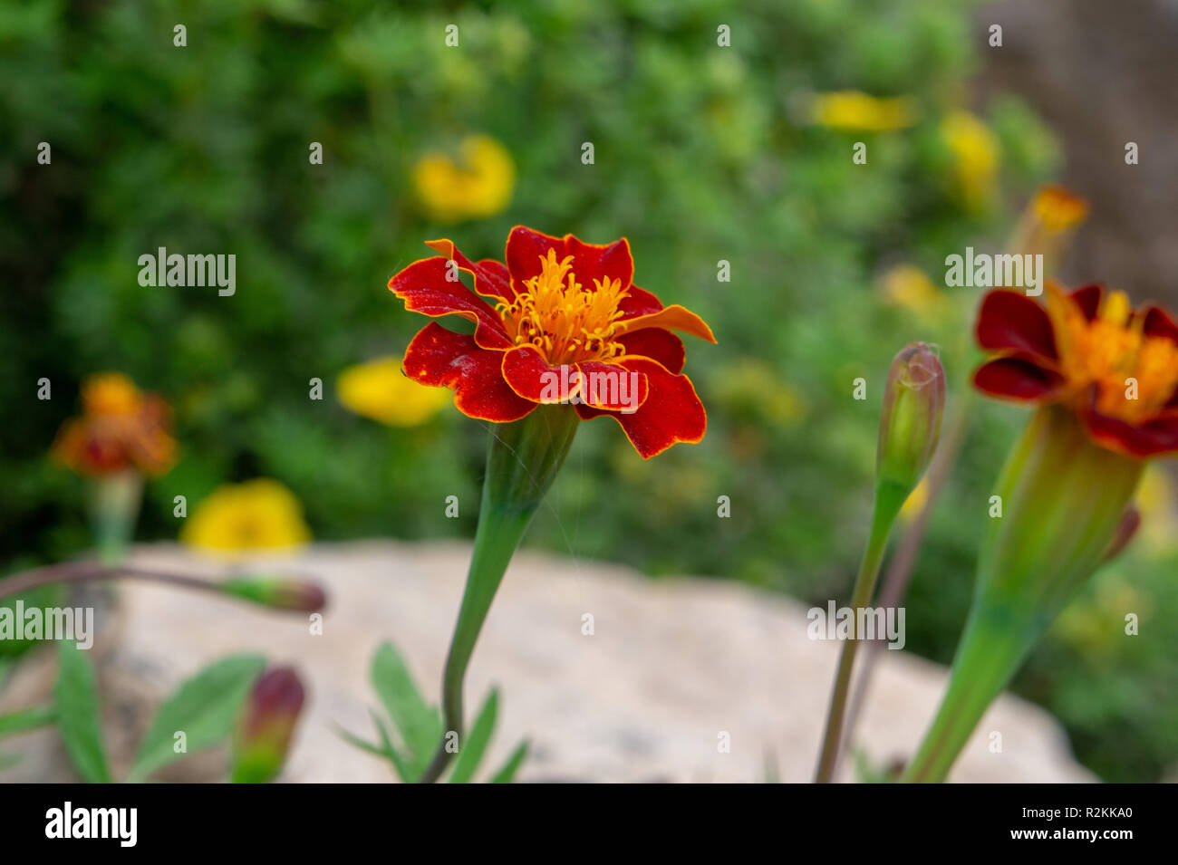 Tagetes Cinnabar close-up Banque D'Images