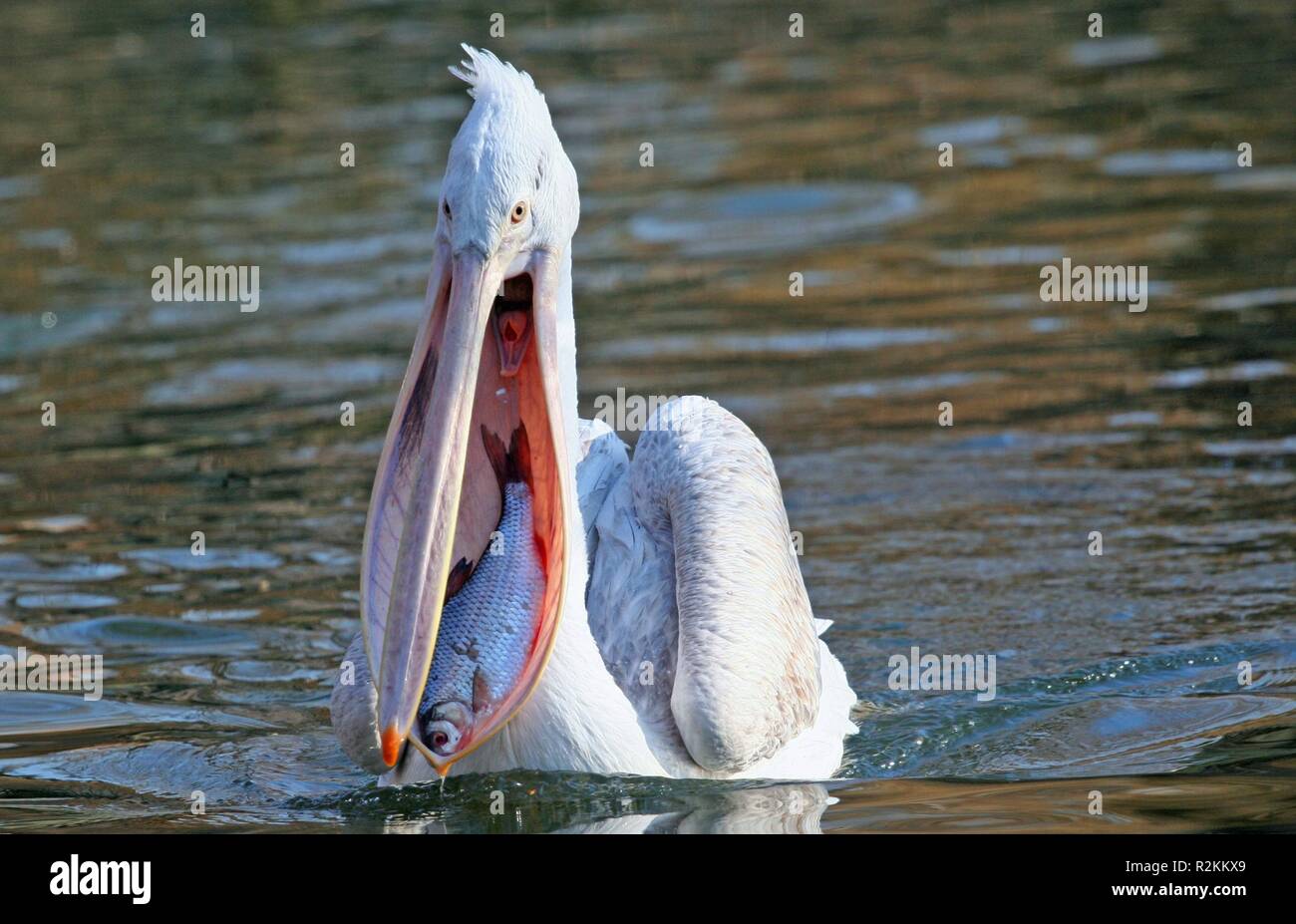 pêcheur Banque D'Images