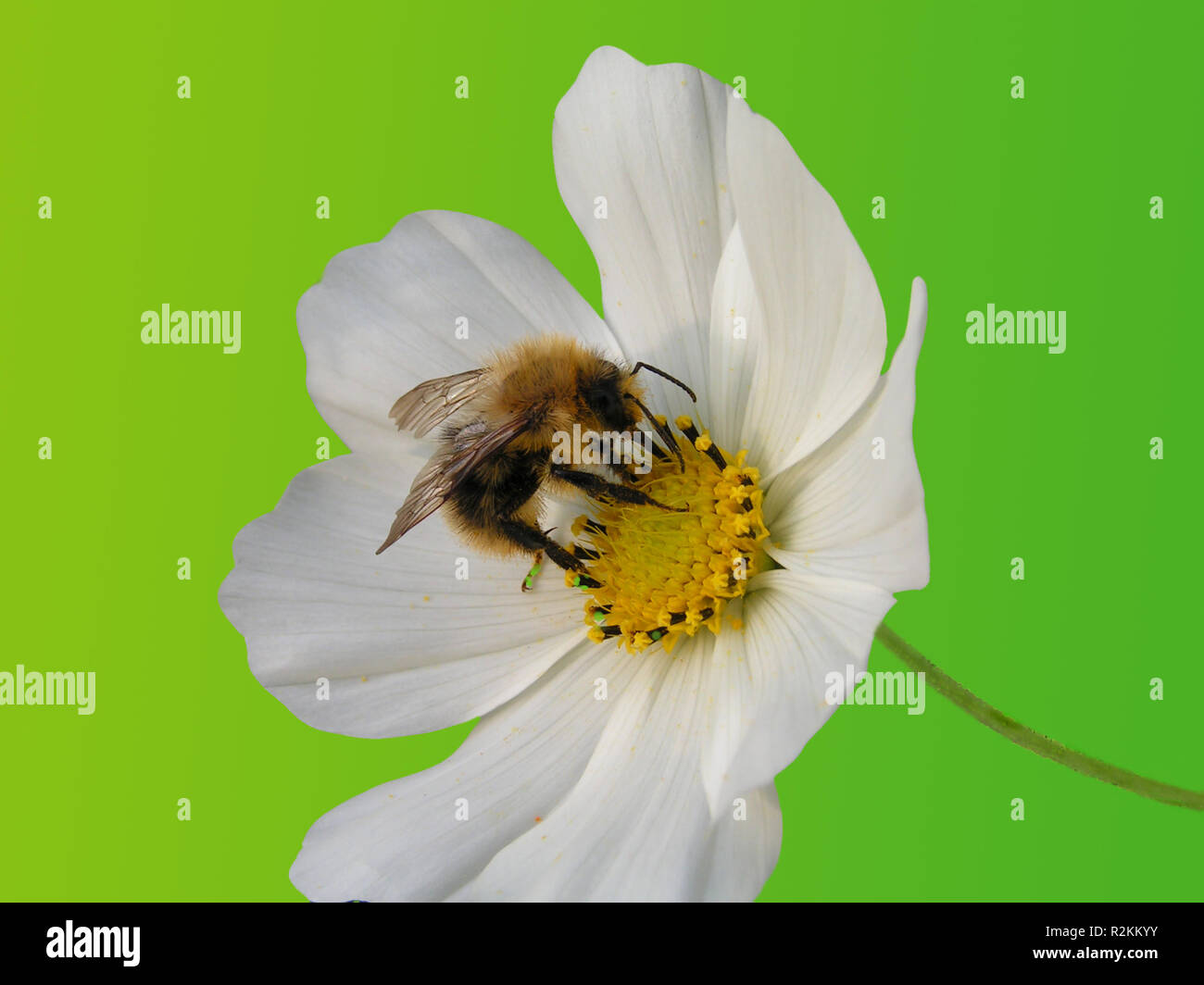 Dans la fleur de l'abeille Banque D'Images