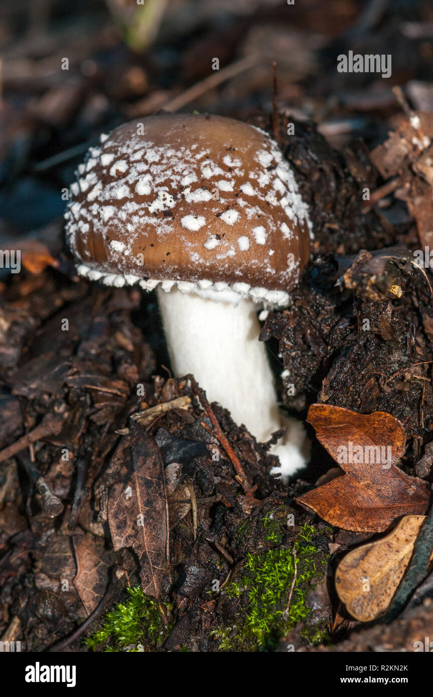 Le blush, Amanita rubescens, Catalogne, Espagne Banque D'Images