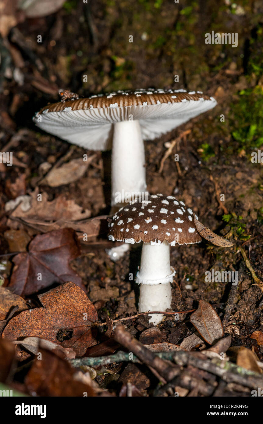 Le blush, Amanita rubescens, Catalogne, Espagne Banque D'Images
