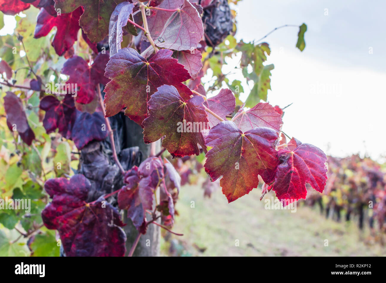 Macro d'old red feuilles de vigne, raisin-roulement avec vignoble floue en arrière-plan. Fin de saison des récoltes en vinification. Banque D'Images