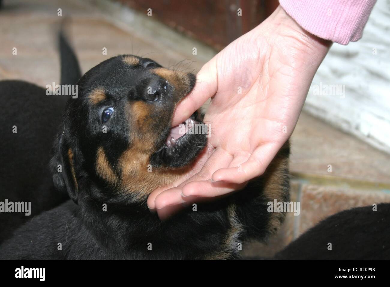 Rottweiler Bebe 4 Semaines 05 Photo Stock Alamy