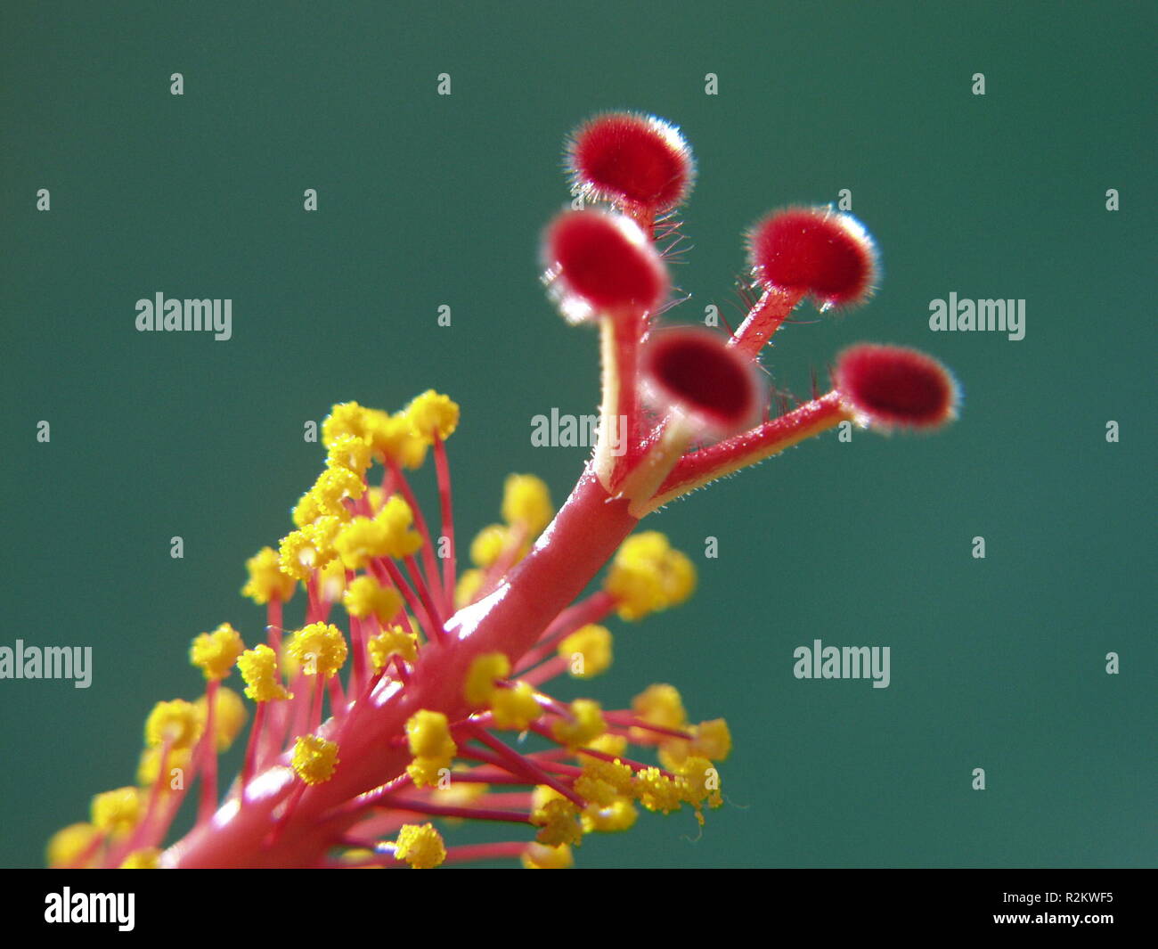 Temple d'hibiscus 2 Banque D'Images