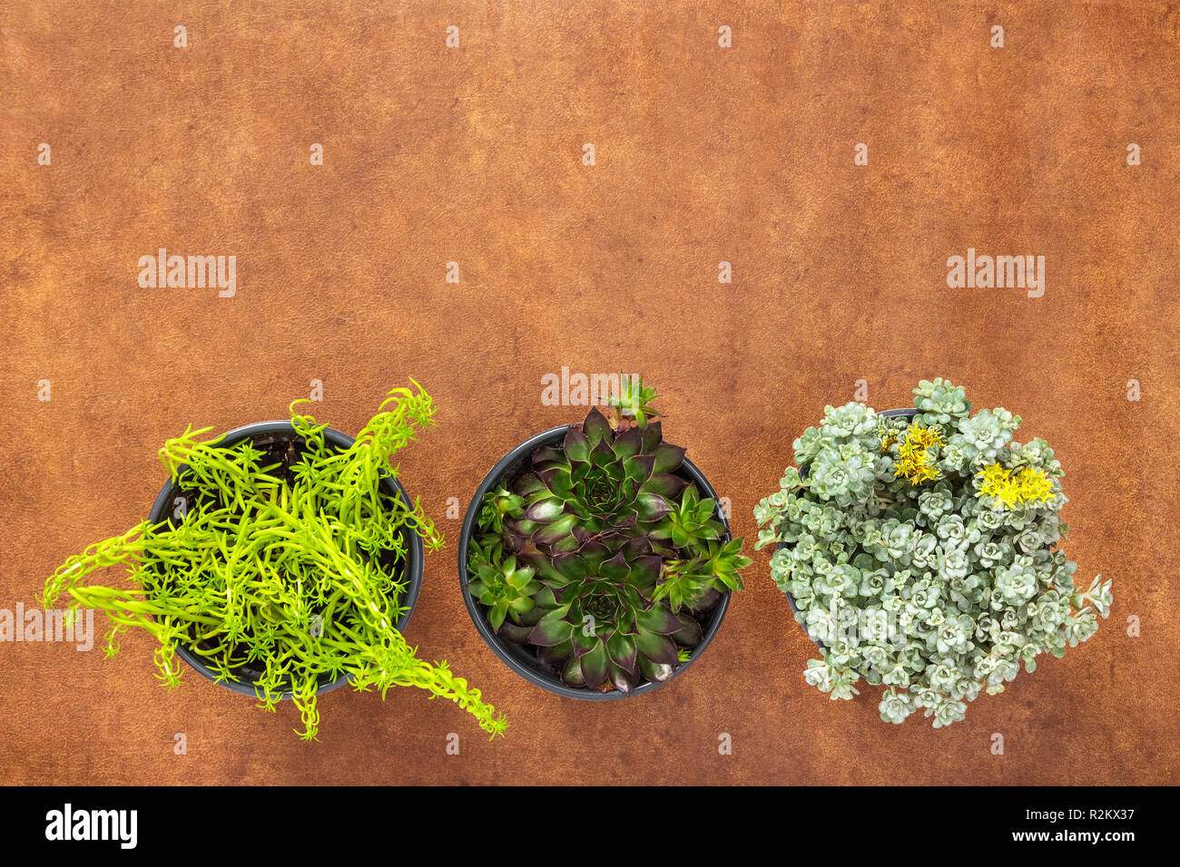 Trois plantes succulentes vert sur fond de cuir brun, avec l'exemplaire de l'espace. Banque D'Images