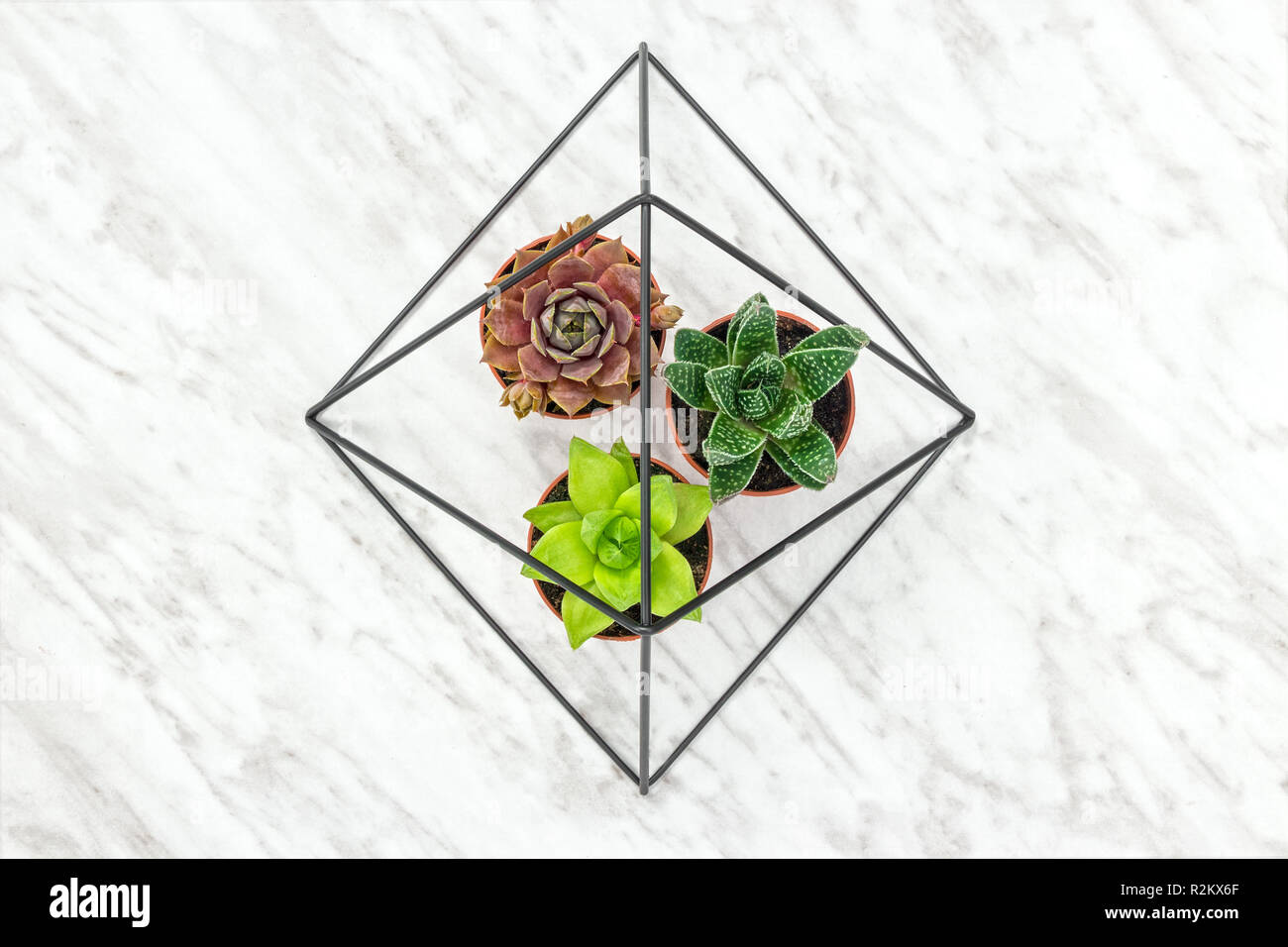 Plantes Succulentes dans un cadre décoratif en métal noir, sur fond de marbre. Banque D'Images
