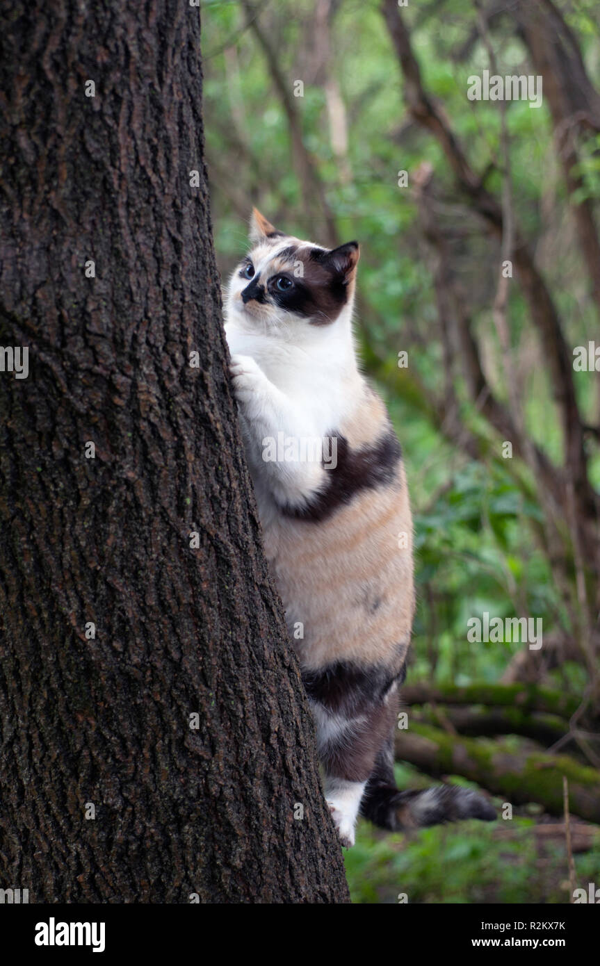Chat Calico escalade un arbre Banque D'Images
