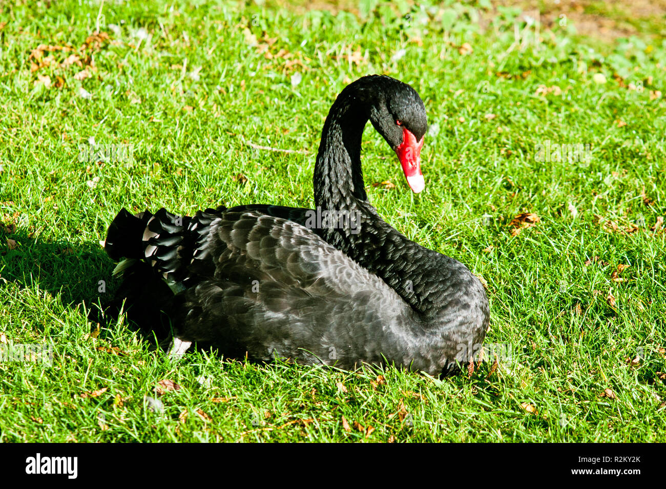 Black Swan, Monk centre d'animaux de ferme près de Bagby, North Yorkshire, Angleterre Banque D'Images