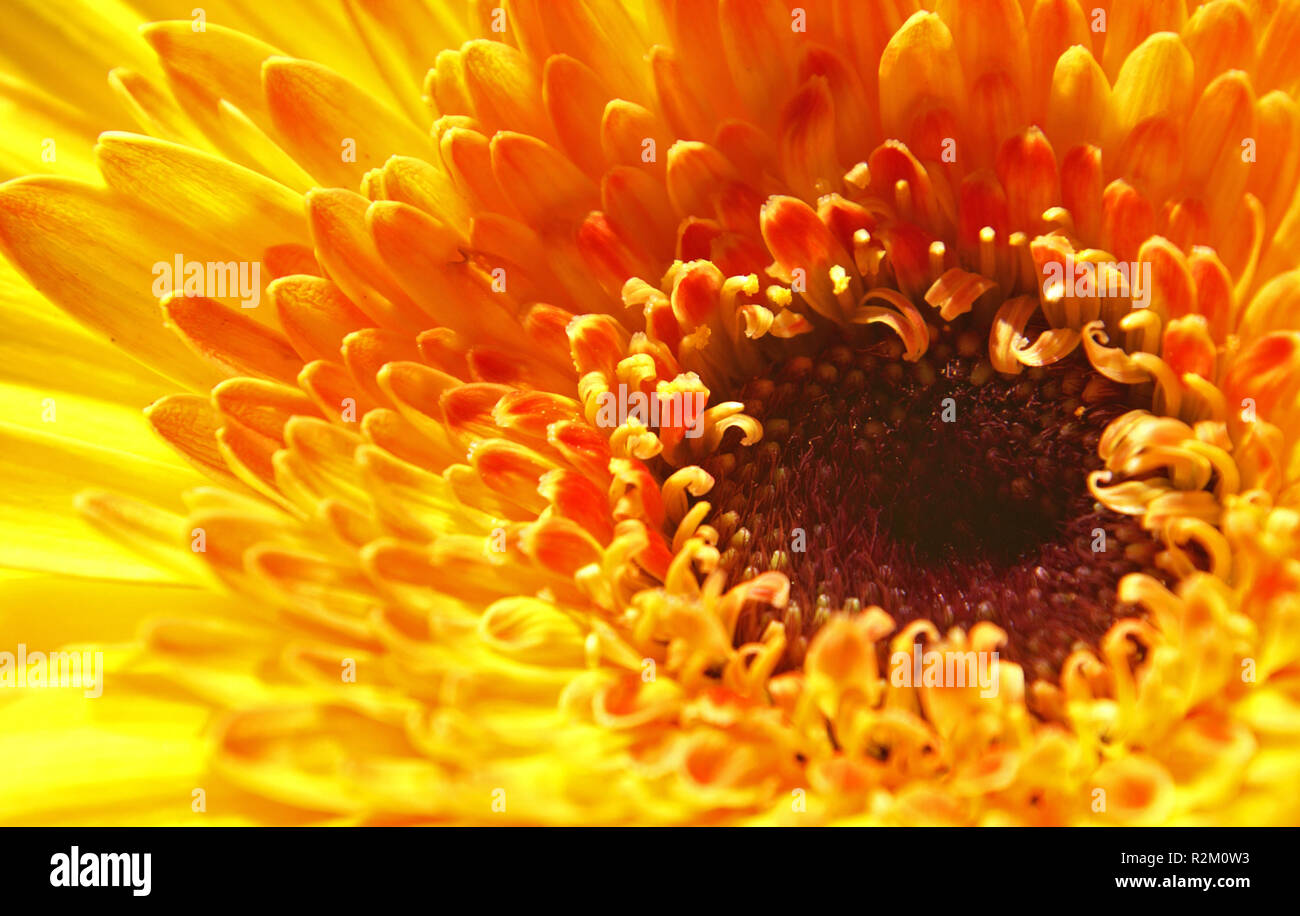 Très proche de gerbera Banque D'Images