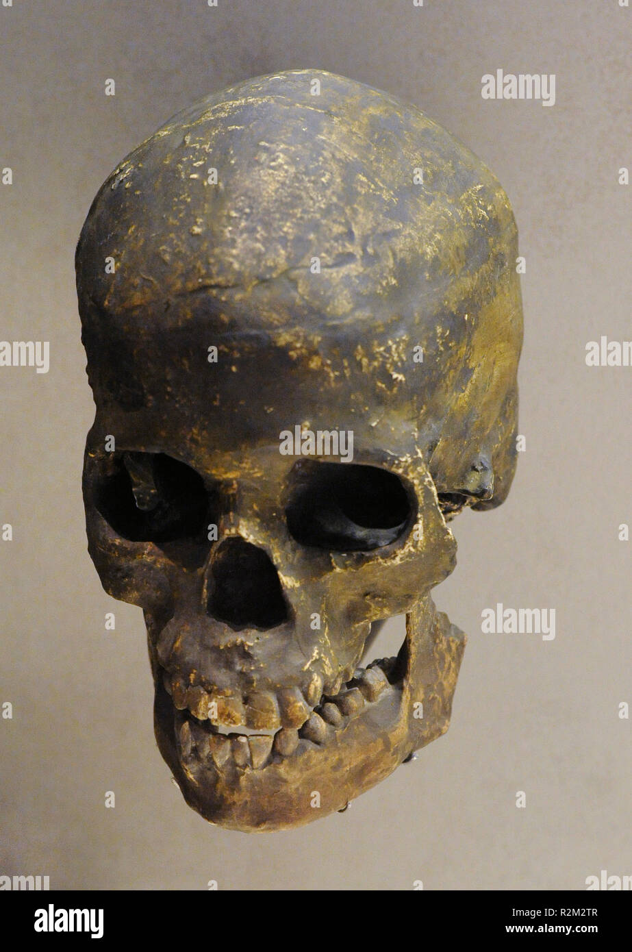 L'Homo sapiens. Reproduction d'un crâne. Capacité crânienne : 1650 cc. 120000 à l'heure actuelle. Musée Archéologique National. Madrid. L'Espagne. Banque D'Images