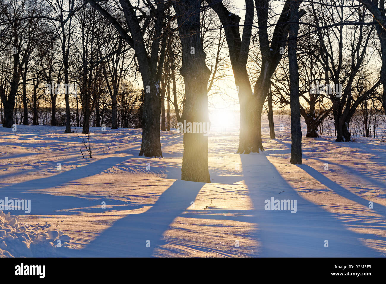 Soleil qui brille à travers les arbres d'hiver long Casting Shadows. Banque D'Images