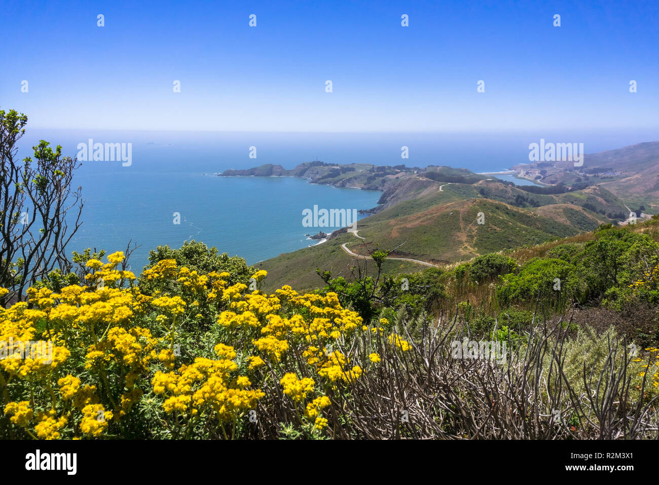 Golden Yarrow (Eriophyllum confertiflorum) fleurs des fleurs sur les collines de Marin Headlands ; la côte de l'océan Pacifique à l'arrière-plan ; SF bay Banque D'Images