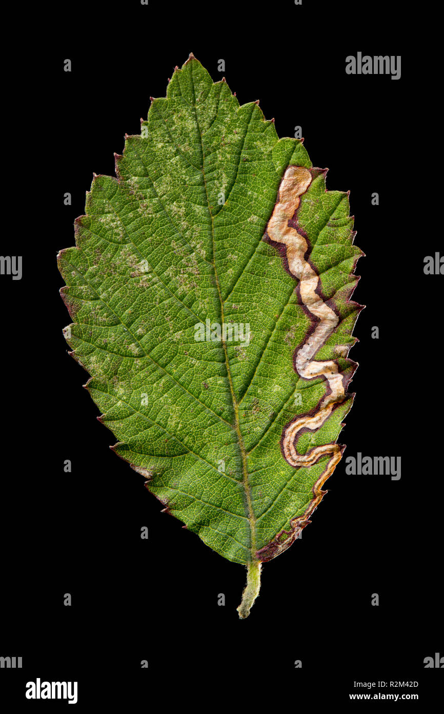 La piste ou sentier à gauche par la larve d'un petit amphibien mineur de feuilles dans une feuille. Sentiers des taches sombres dans les voies sont des excréments, également connu sous le nom de résidus et de Banque D'Images