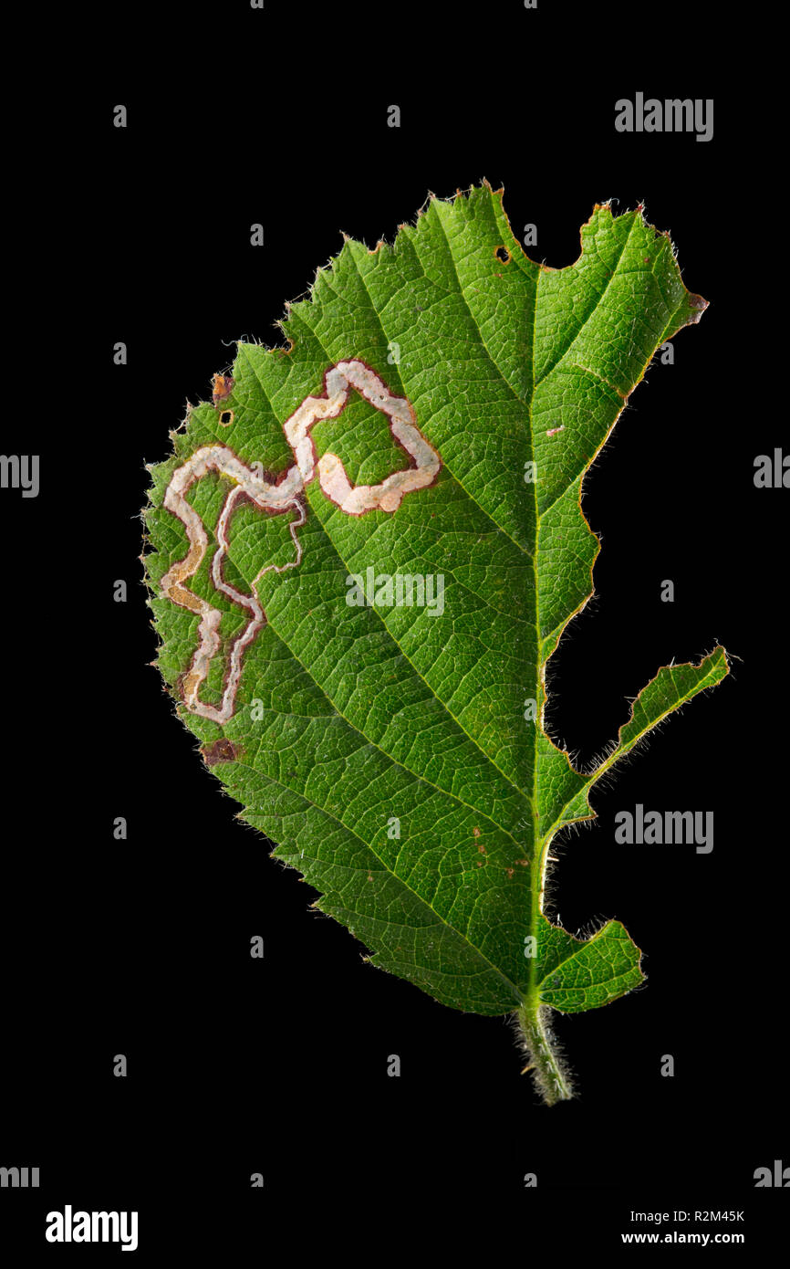 La piste ou sentier à gauche par la larve d'un petit amphibien mineur de feuilles dans une feuille. Sentiers des taches sombres dans les voies sont des excréments, également connu sous le nom de résidus et de Banque D'Images