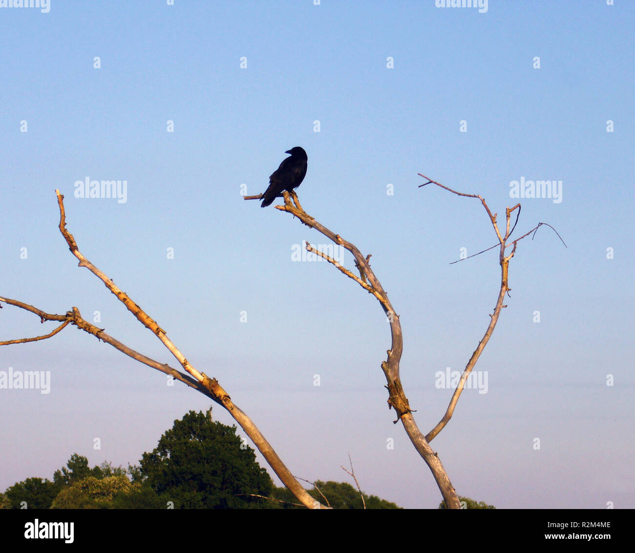 Corbeau domestique Banque de photographies et d’images à haute résolution Alamy
